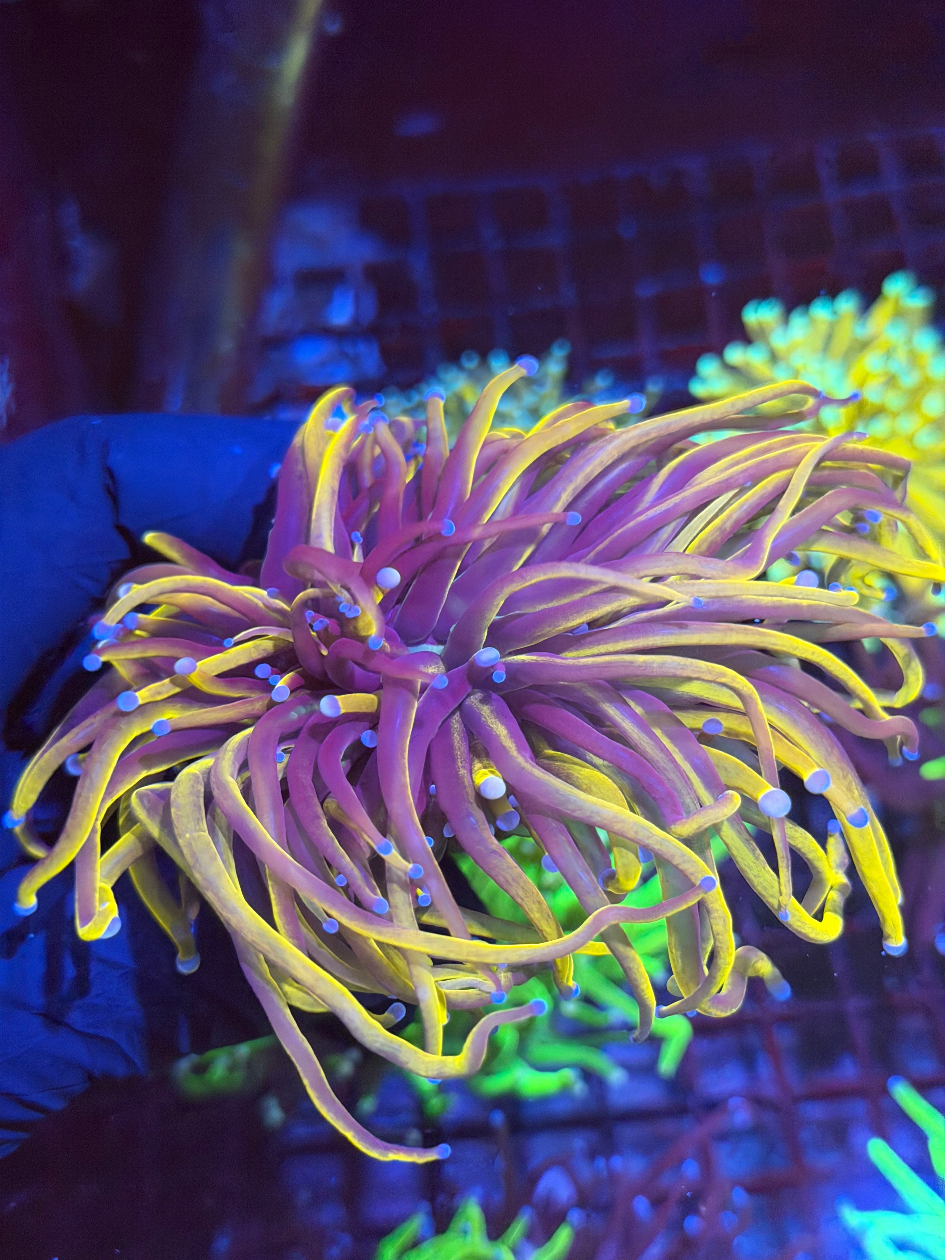 JEA Rapunzel Torch Coral 2 XXL Heads Splitting 9/6