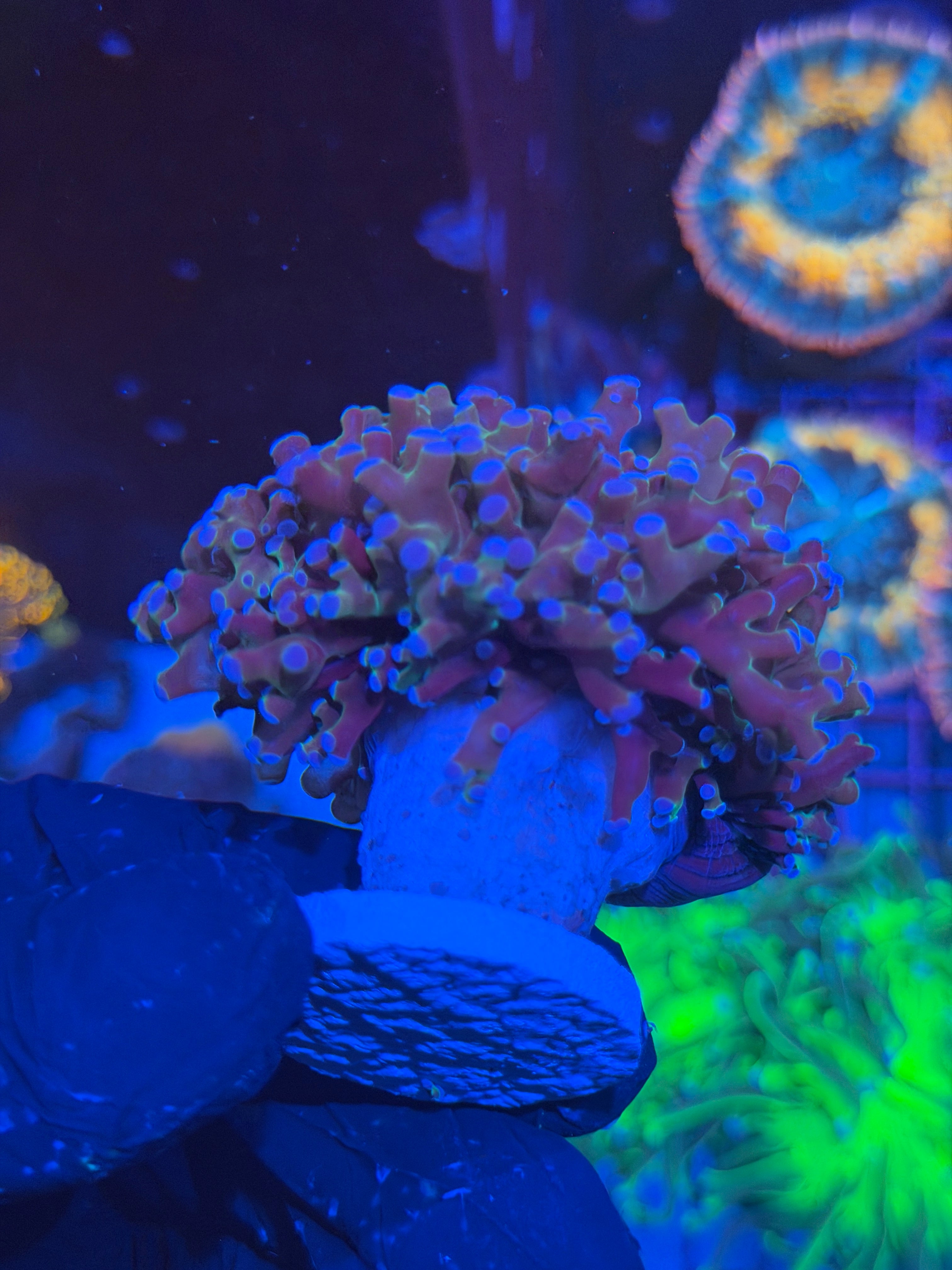 JEA Mardi Gras Frogspawn Coral 1 XXL Head Splitting to 3 7/9