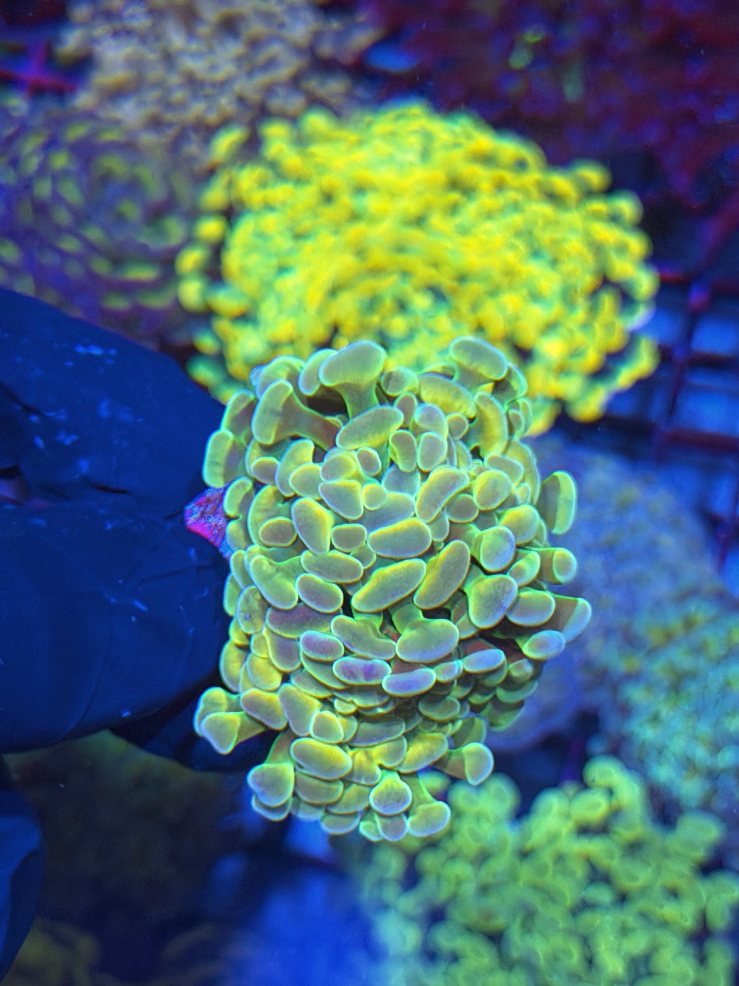 JEA Rainbow Fusion Hammer Coral 2 Heads XL 7/22