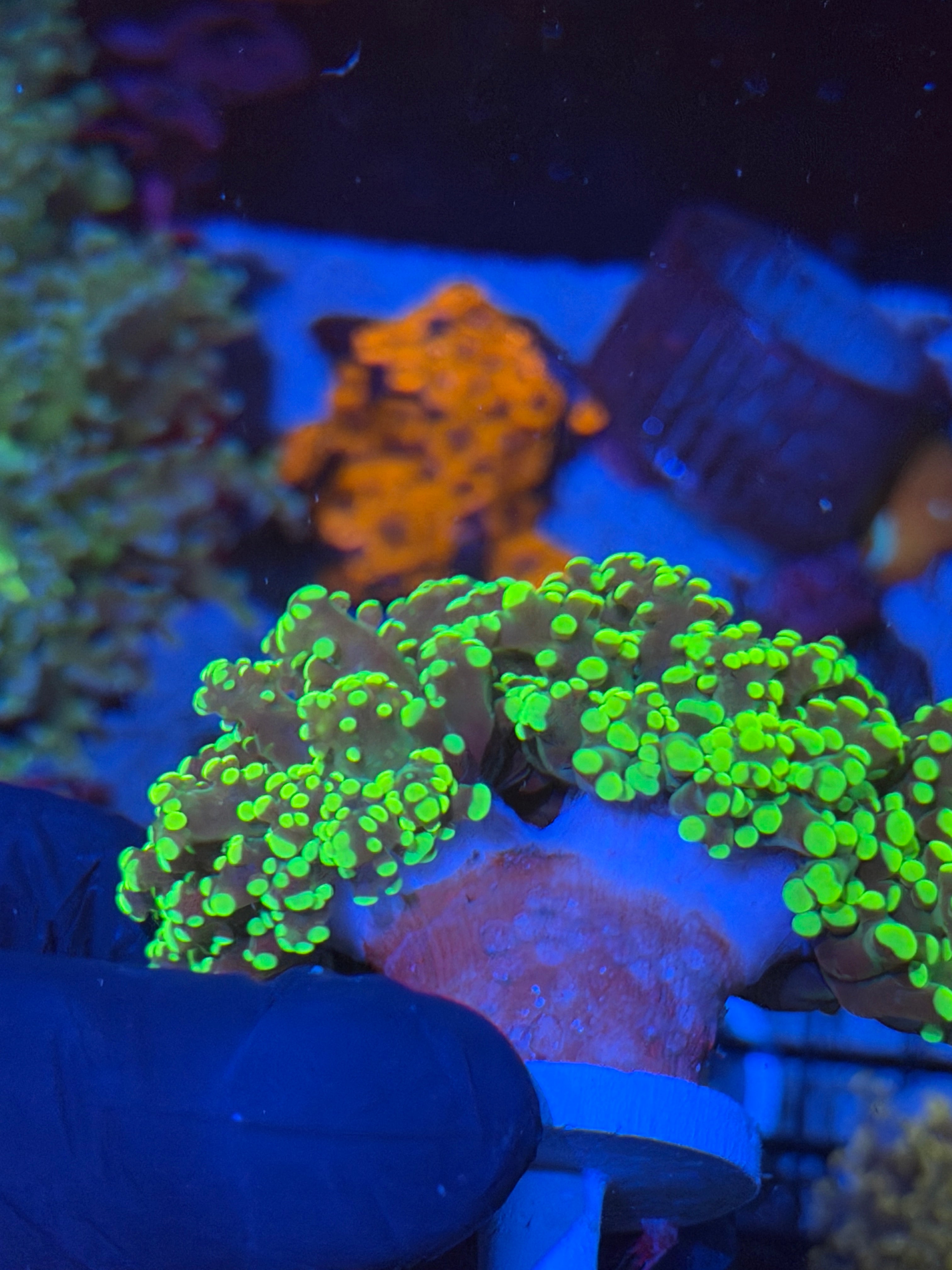 JEA Toxic Yellow Frogspawn Coral 2 Heads XXL 7/15