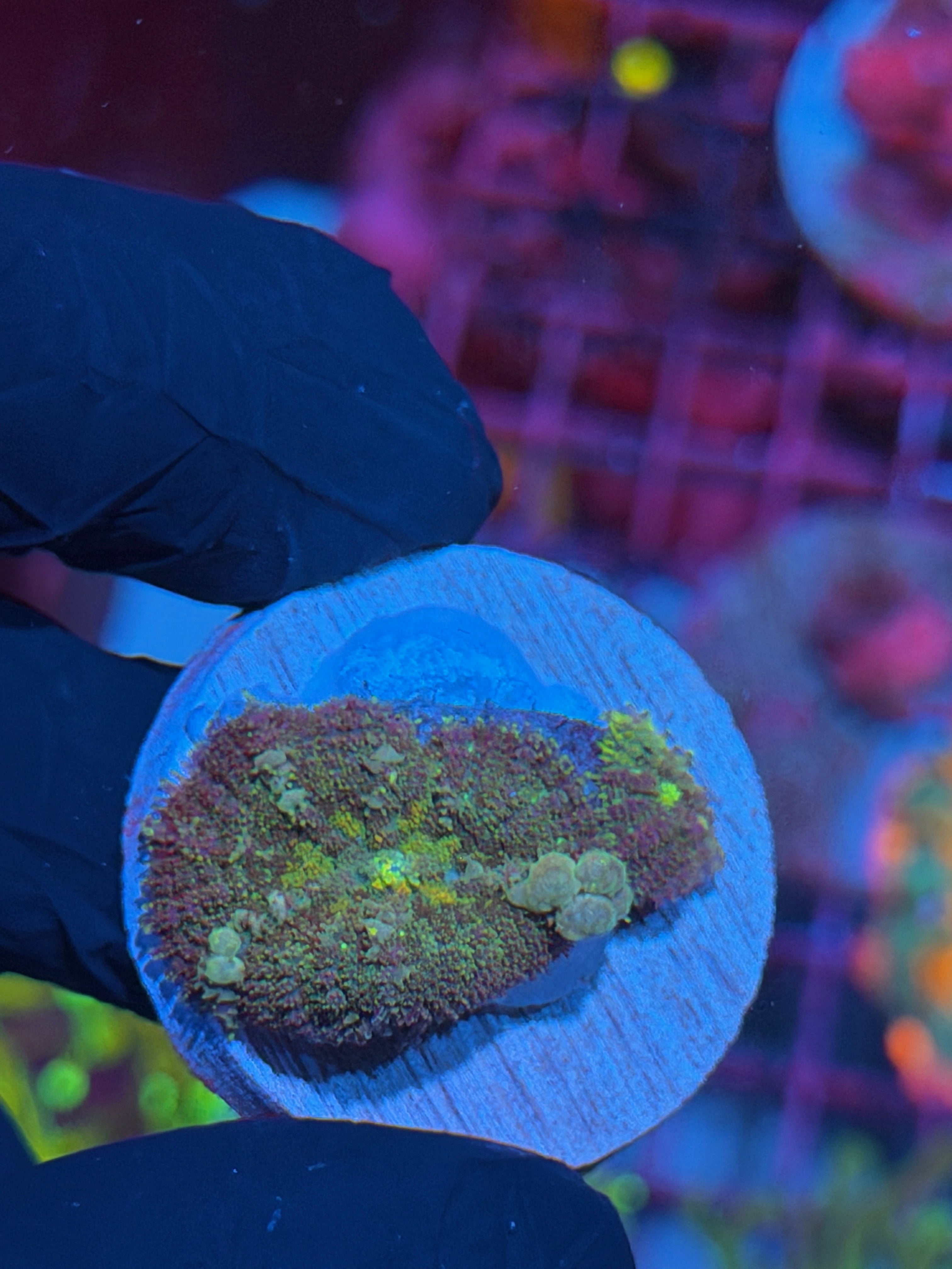 JEA Godspawn Bounce Mushroom Coral Multi 7/31