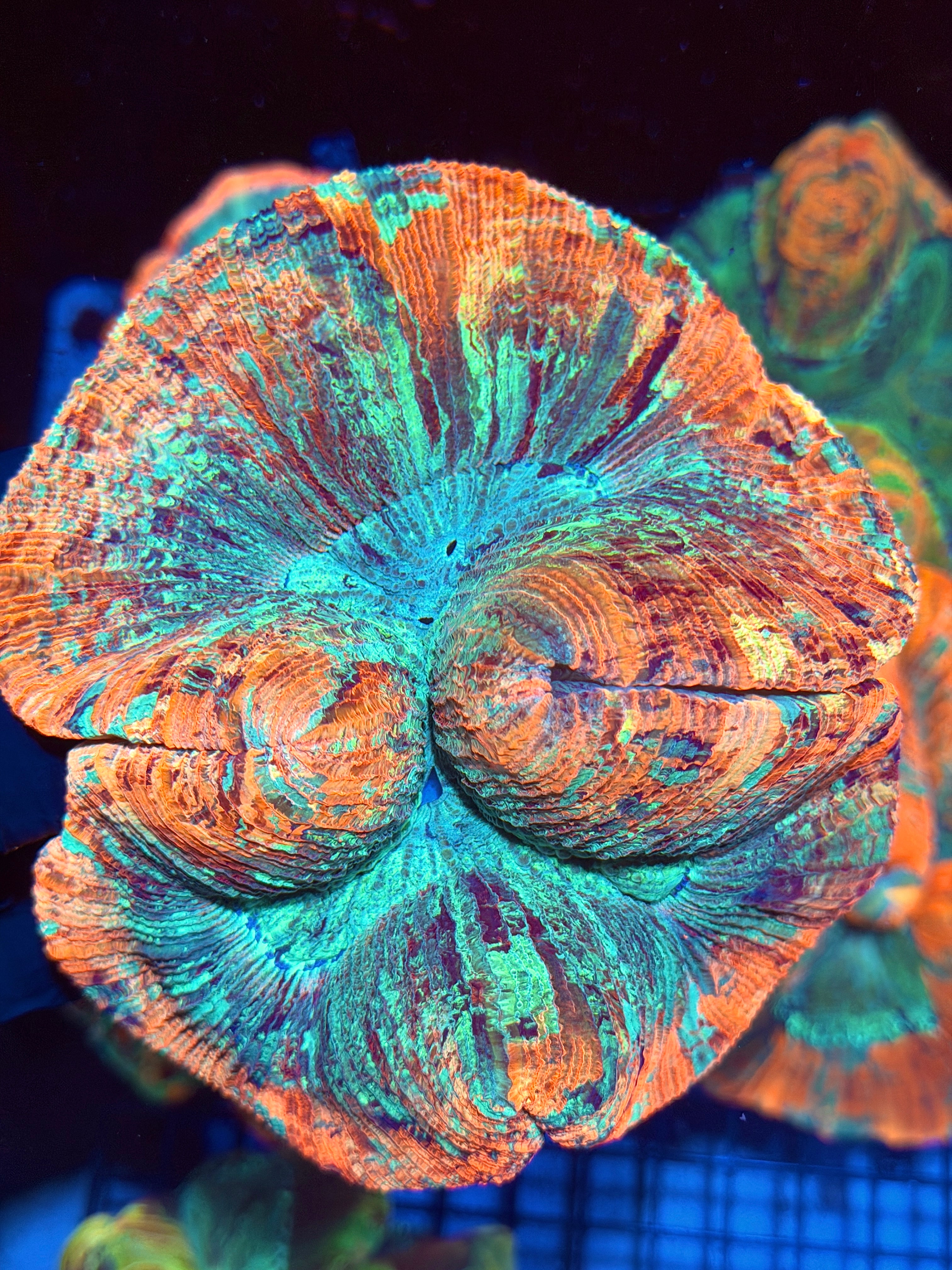 Rainbow Indo Trachyphyllia Meat Coral XXL 11/28