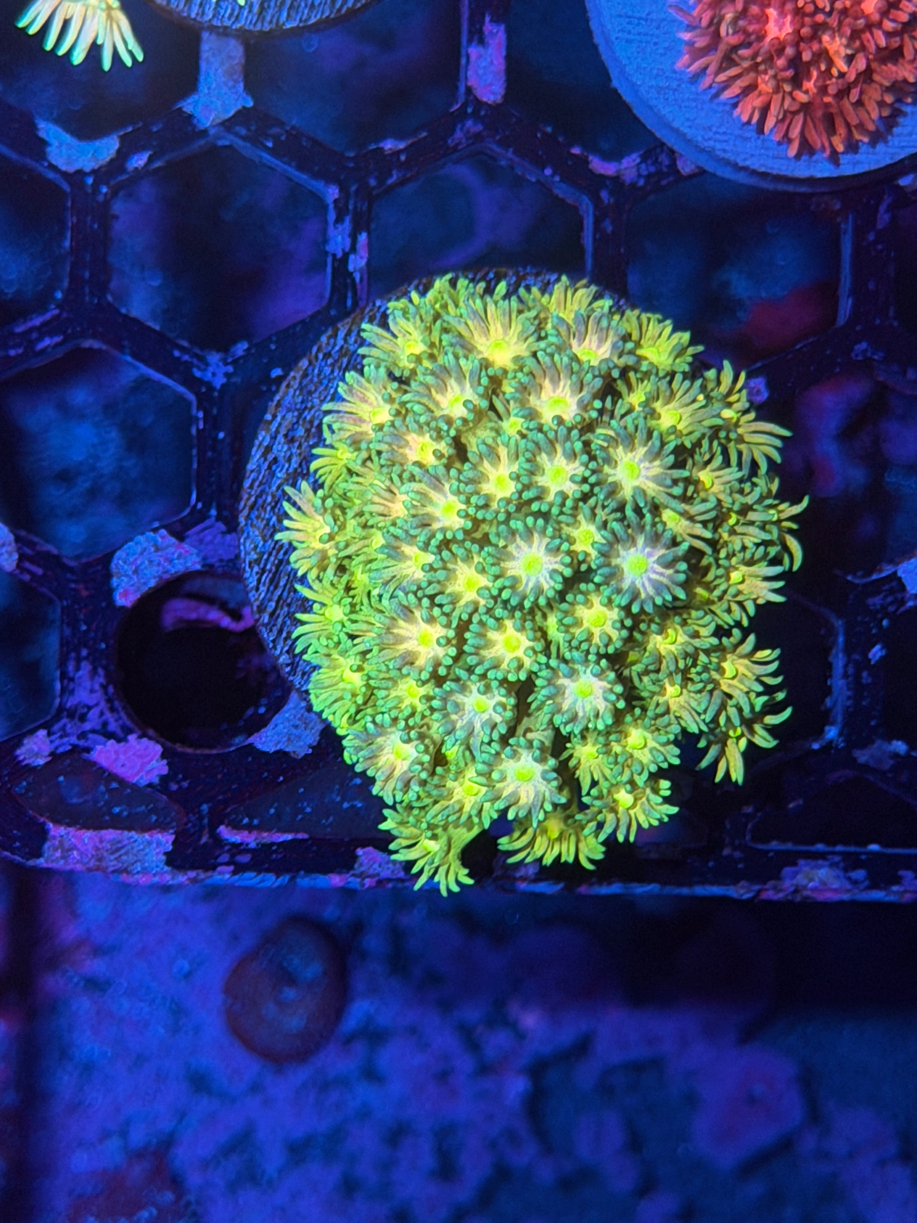 JEA Sprite Goniopora Coral