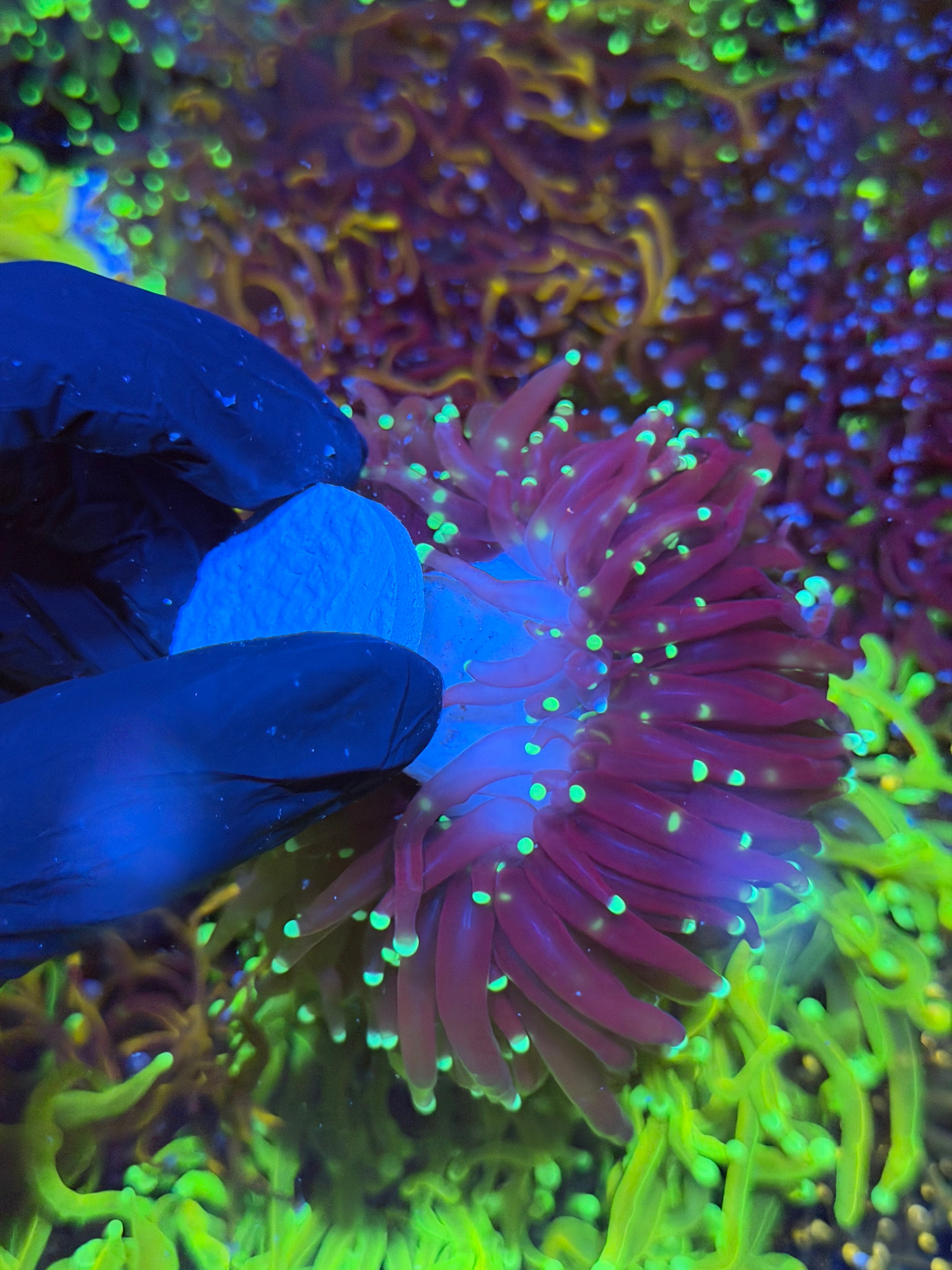JEA Black Widow Torch Coral 2 XXXL Heads Splitting *New Release* 7/9