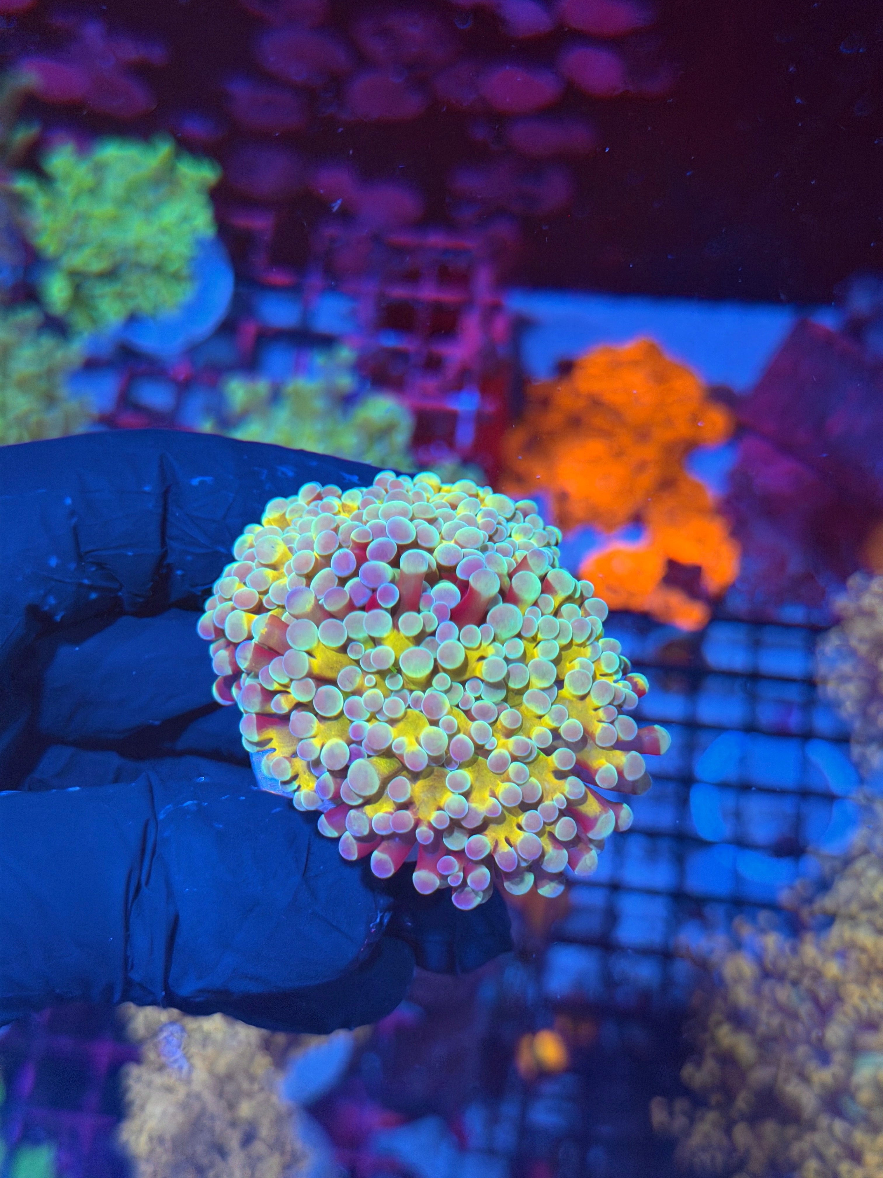 JEA Rainbow Blaster Hammer Coral 2 Heads XL *New Release* 8/1