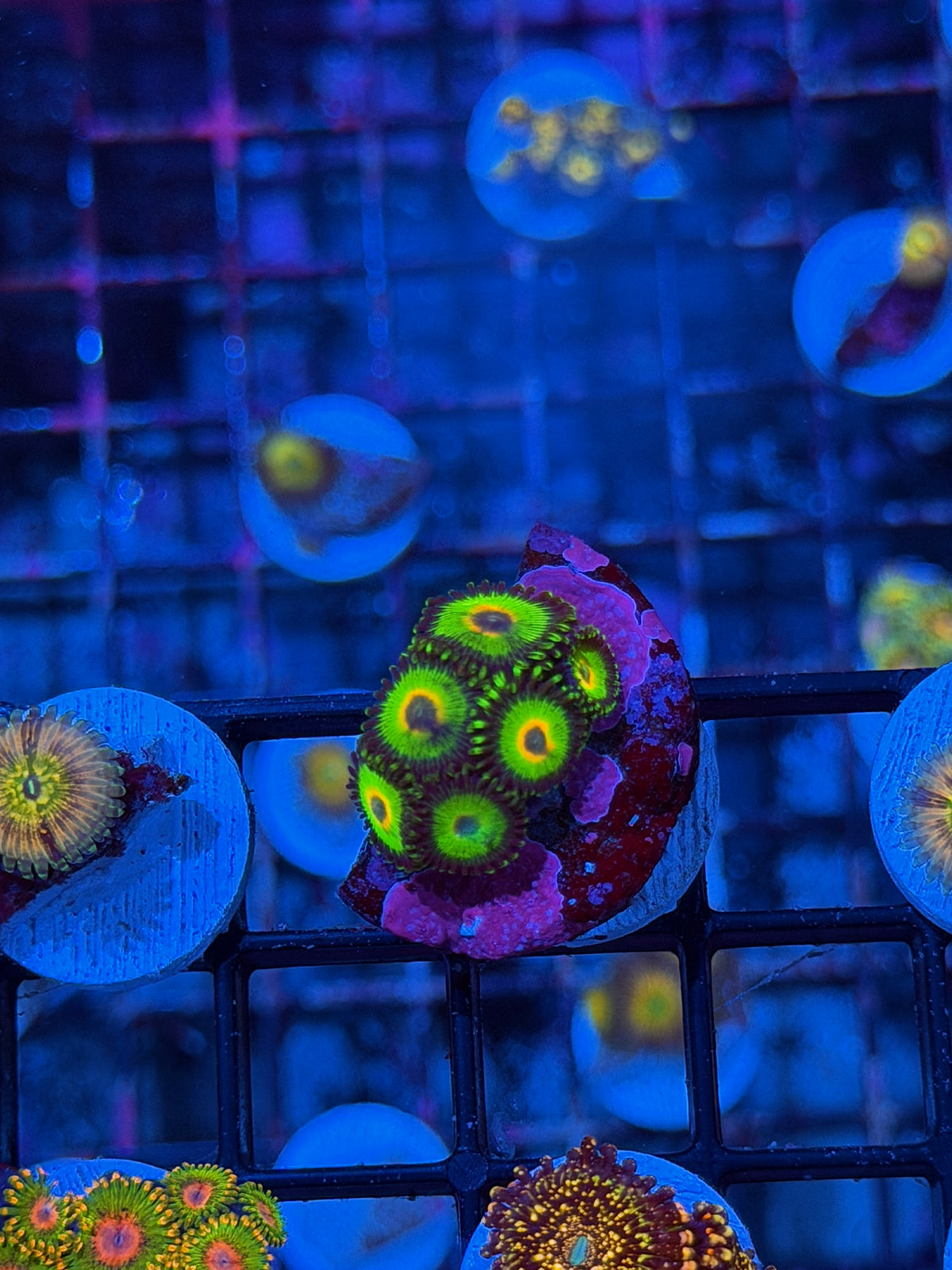 WWC Island Times Zoanthid Coral 6 Polyps 9/22