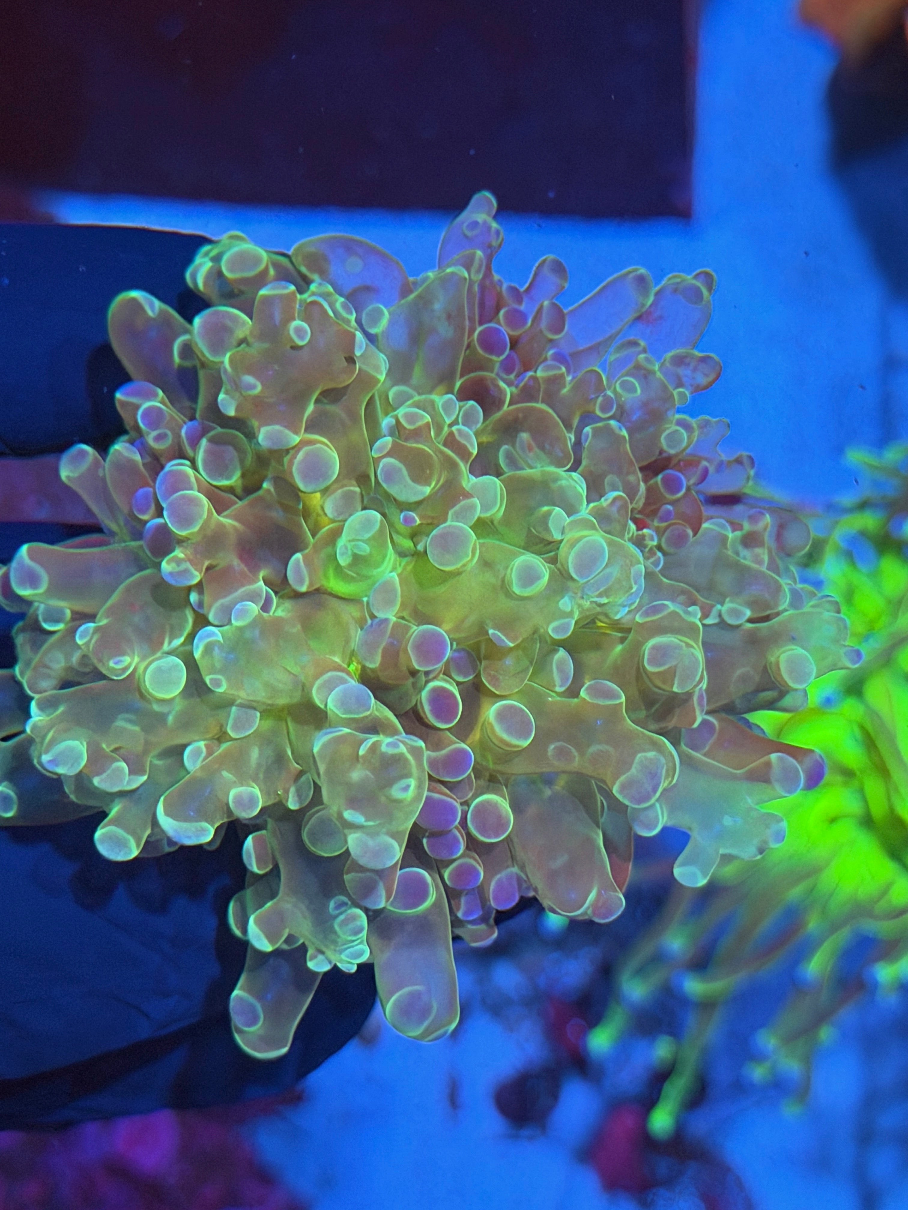 JEA Holy Relic Frogspawn Coral 1 XL Head Splitting