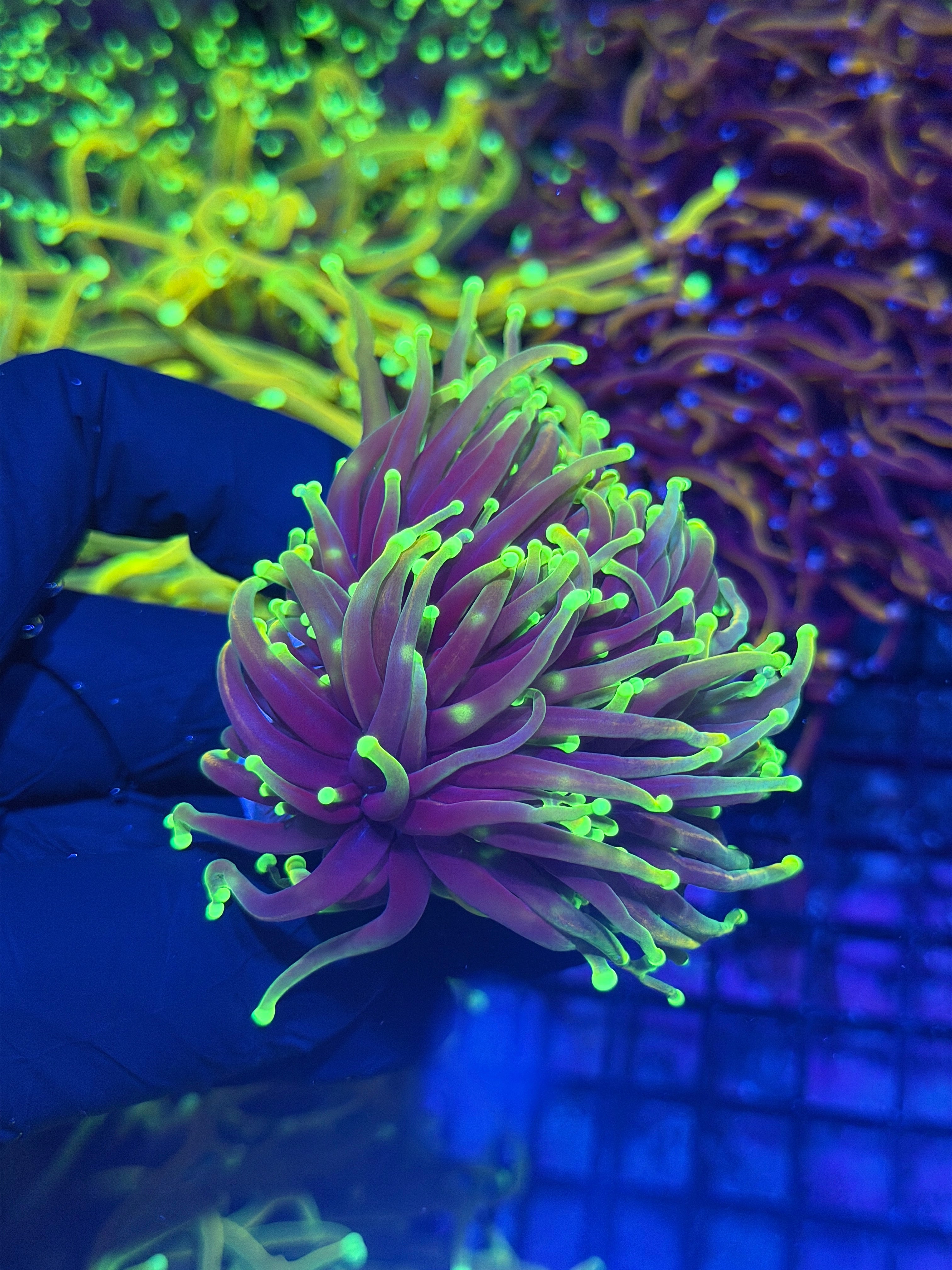 JEA Dragon Fire Torch Coral 4 Heads Splitting XXL