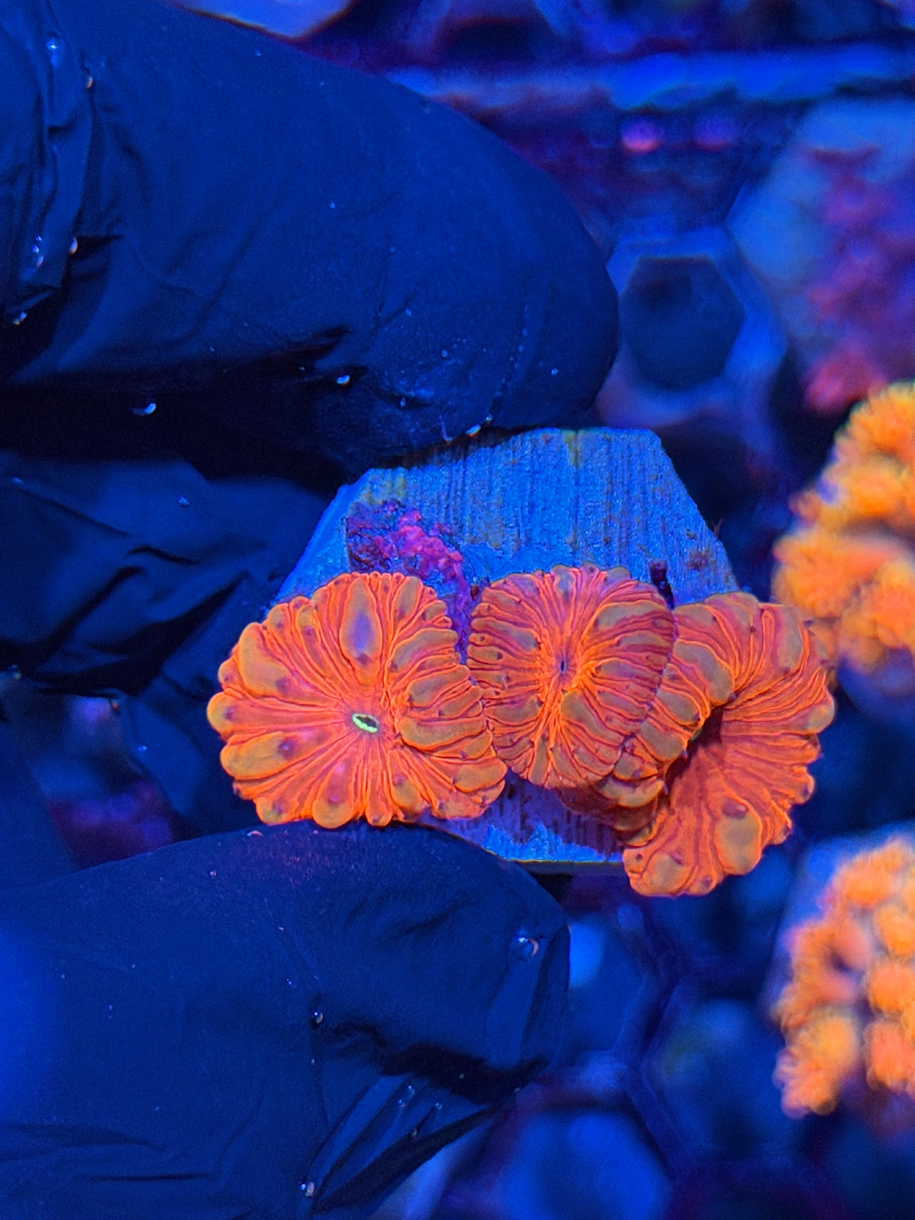 JEA Time Traveller Blastomussa Coral 3 Heads XL