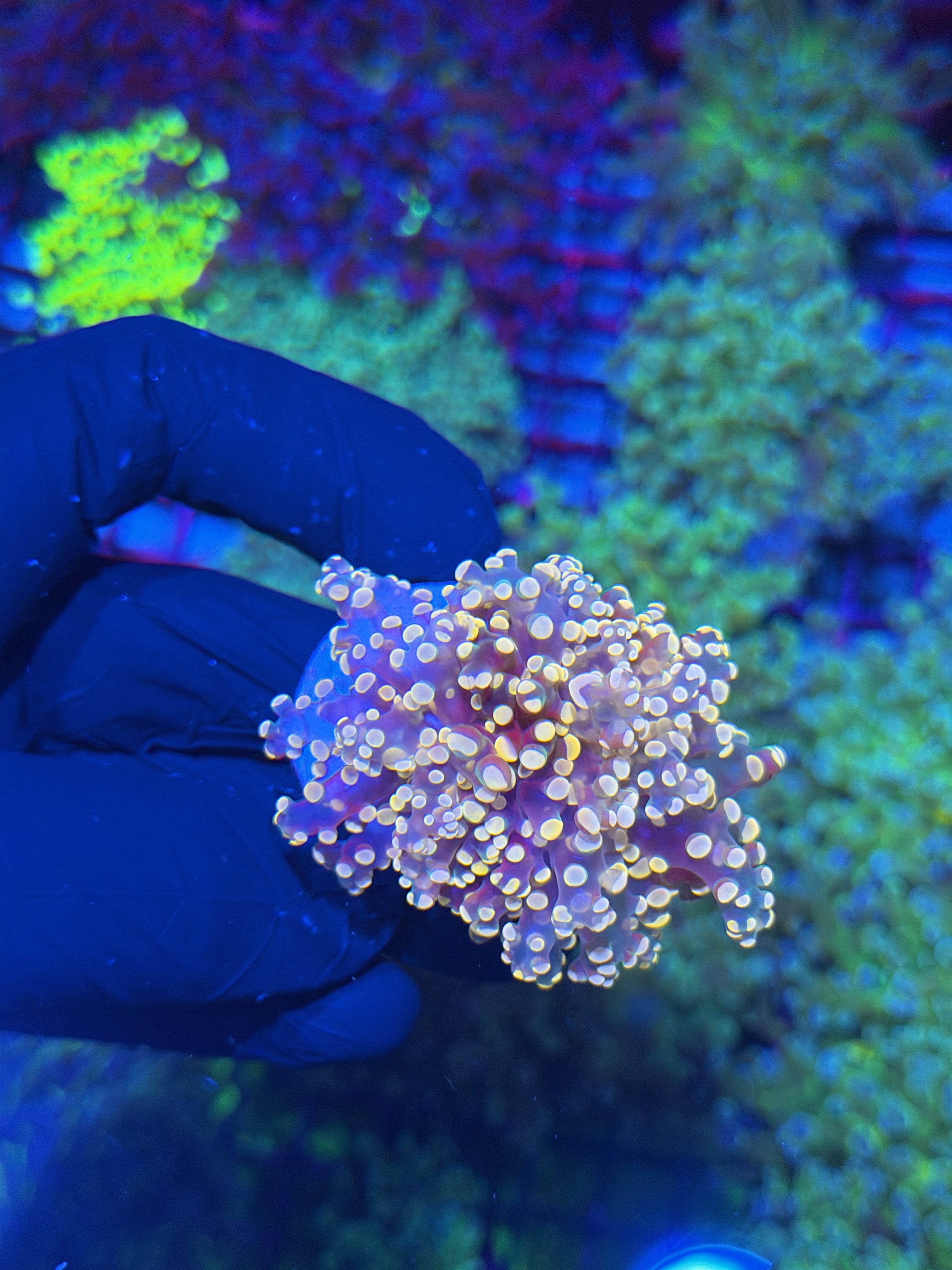 JEA Princess Peach Frogspawn 1 XL Head Splitting 7/21