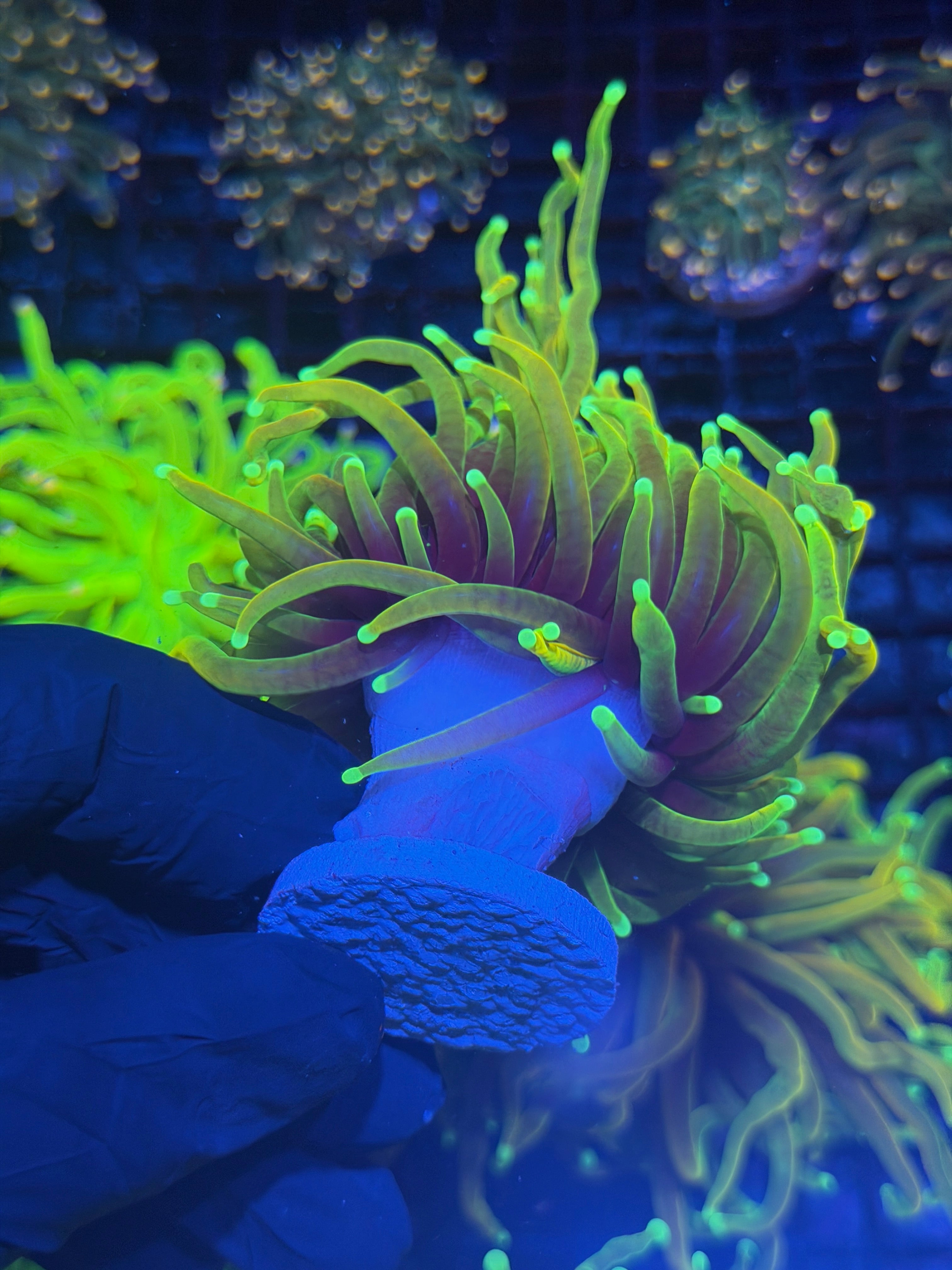 JEA Hellfire Torch Coral 1 XXL Head Splitting