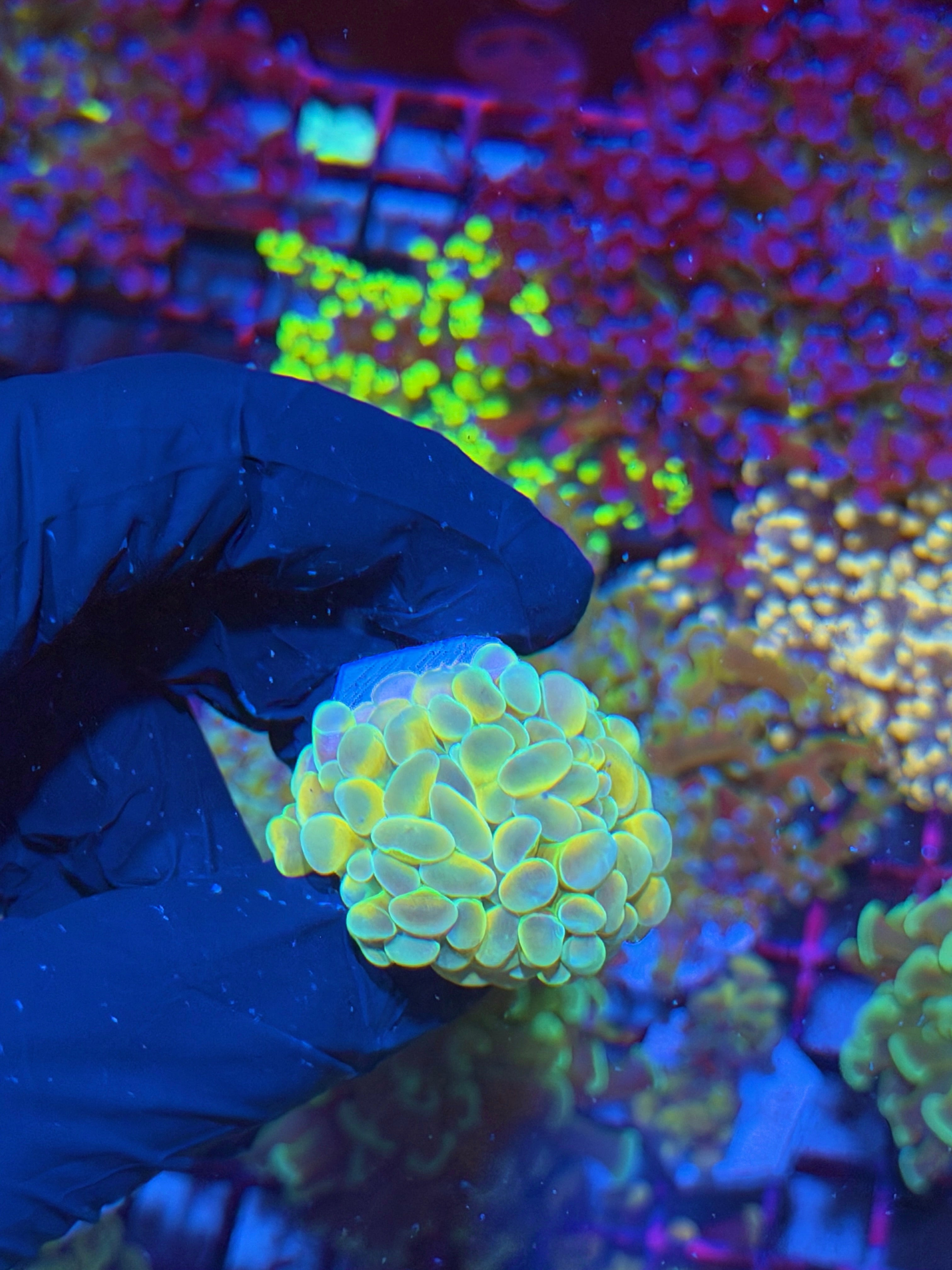 JEA Rainbow Fusion Hammer Coral 1 XL Head * New Release* 7/10