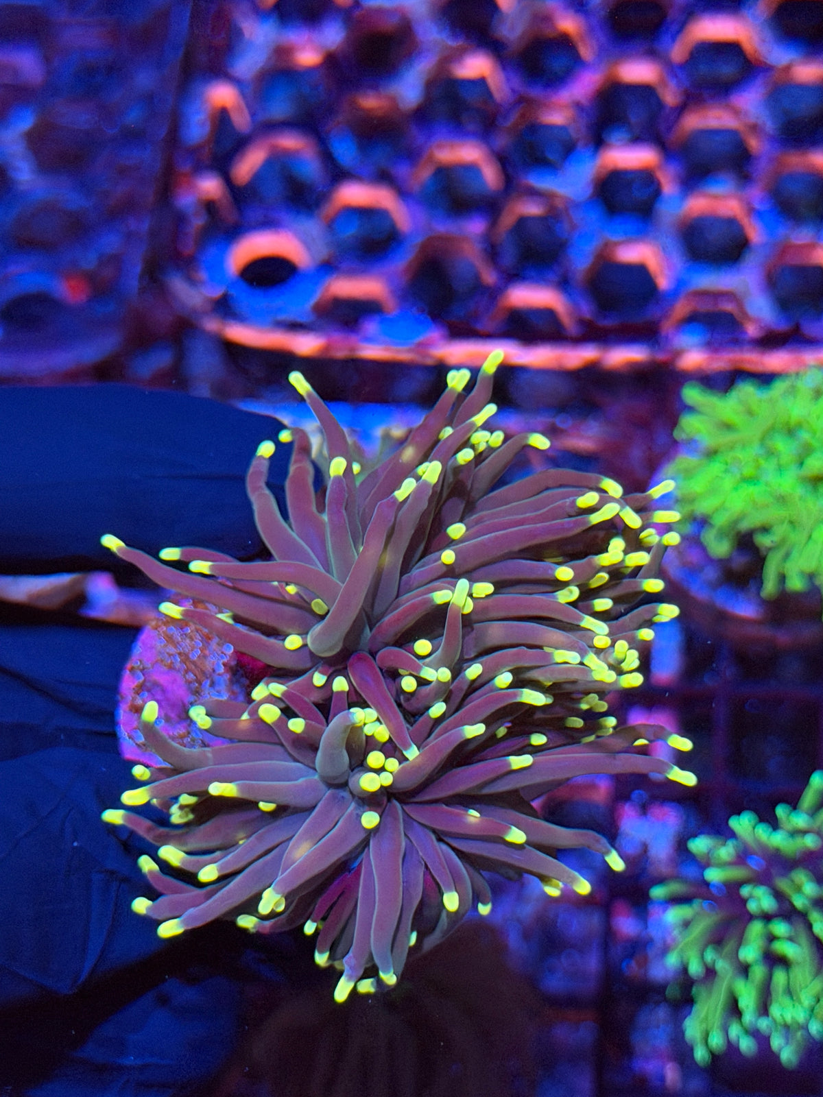 JEA Firefly Torch Coral 2 Heads XL 9/22