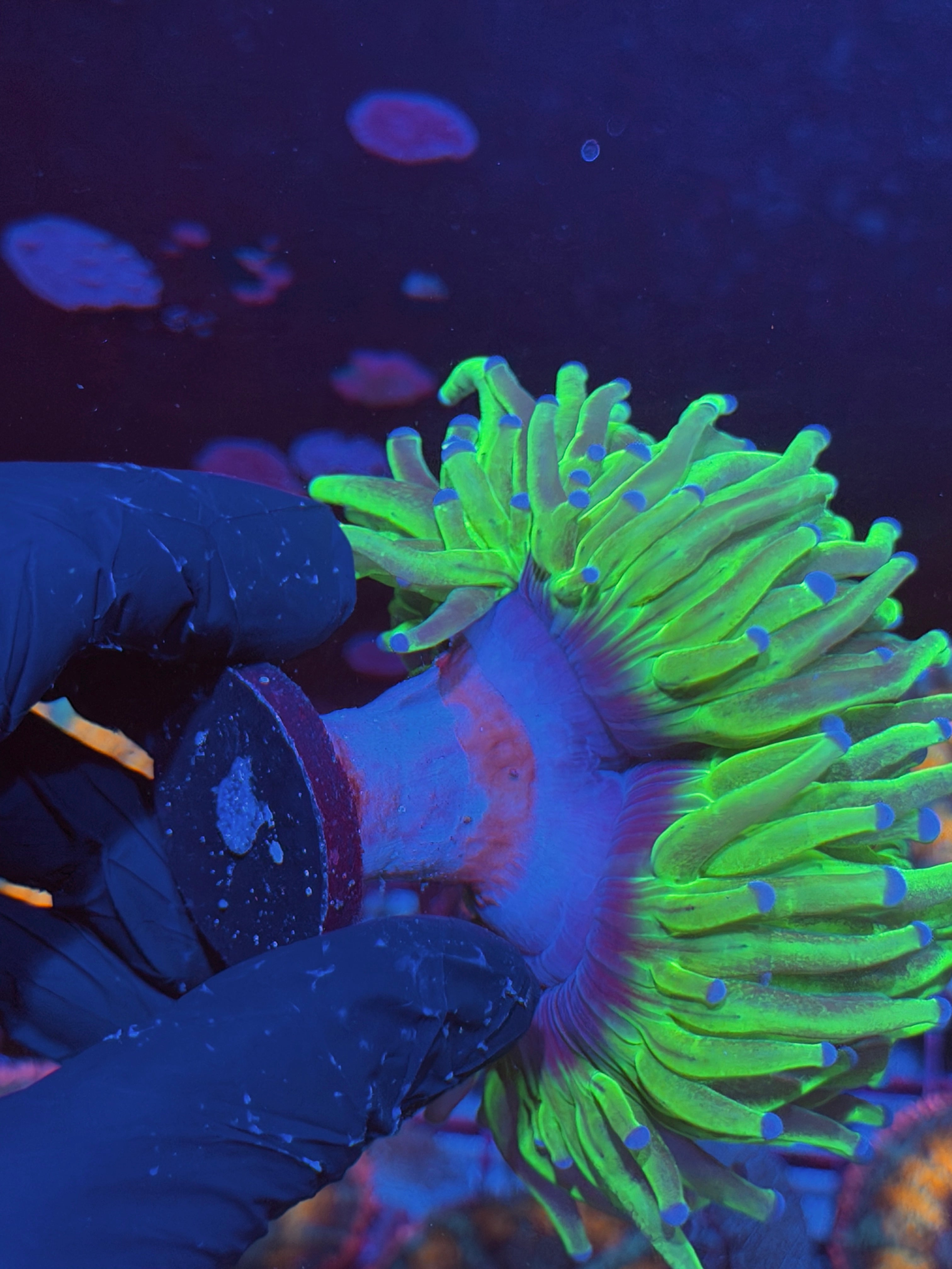 JEA Grafted Holy Grail Torch Coral XXXL 2 Heads Show Size 6/4