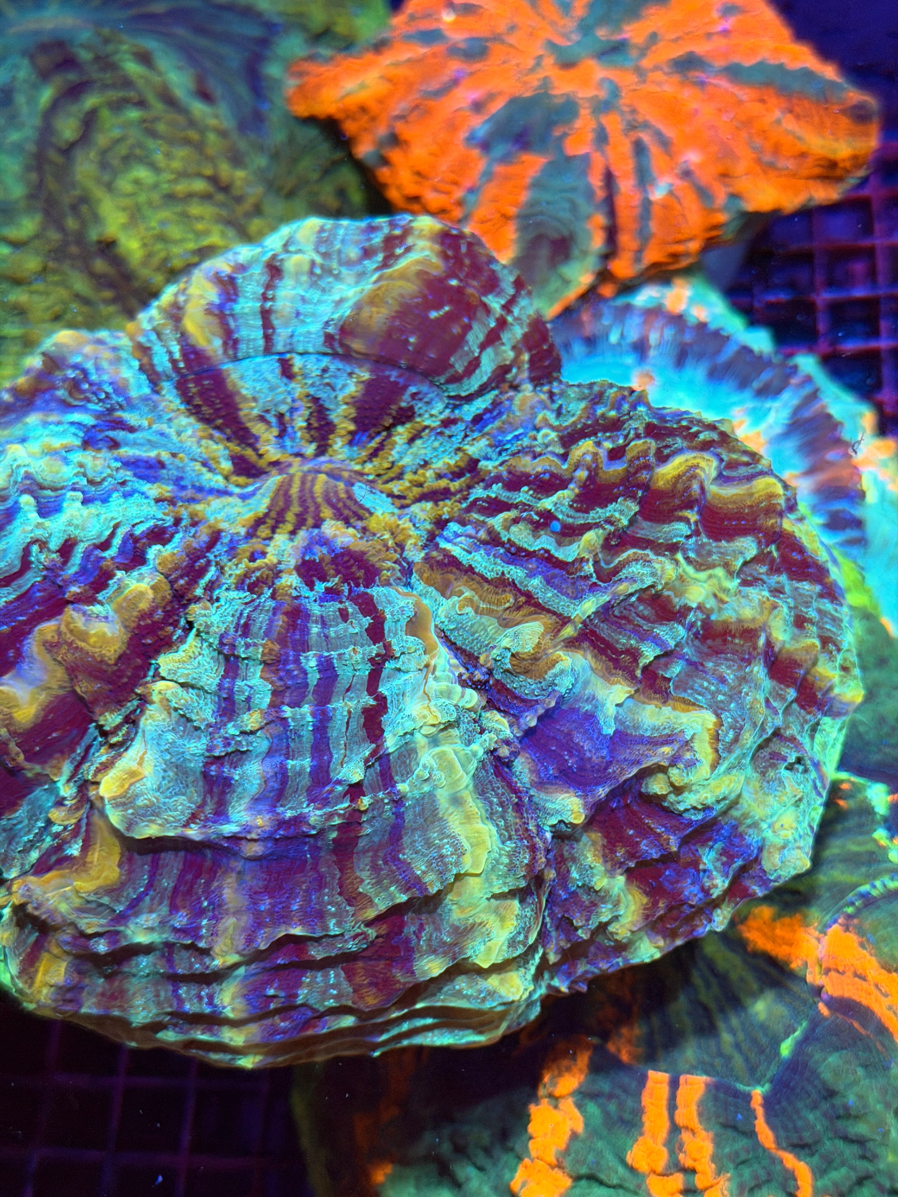 Insane Striped Rainbow Acanthophyllia Meat Coral XXL Show Size 2/24