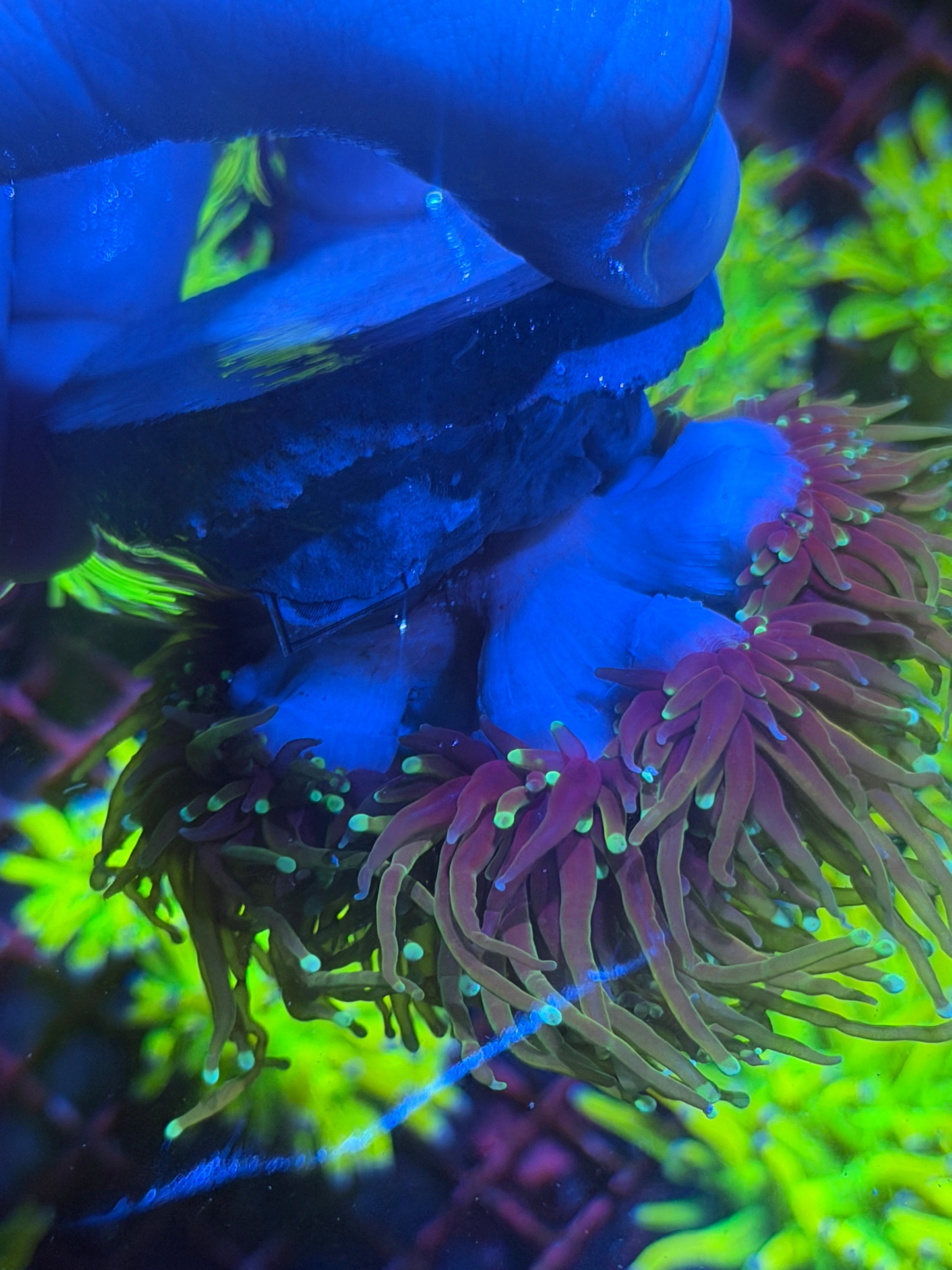 JEA Honey Pot Torch Coral Colony 8 Heads XXL -