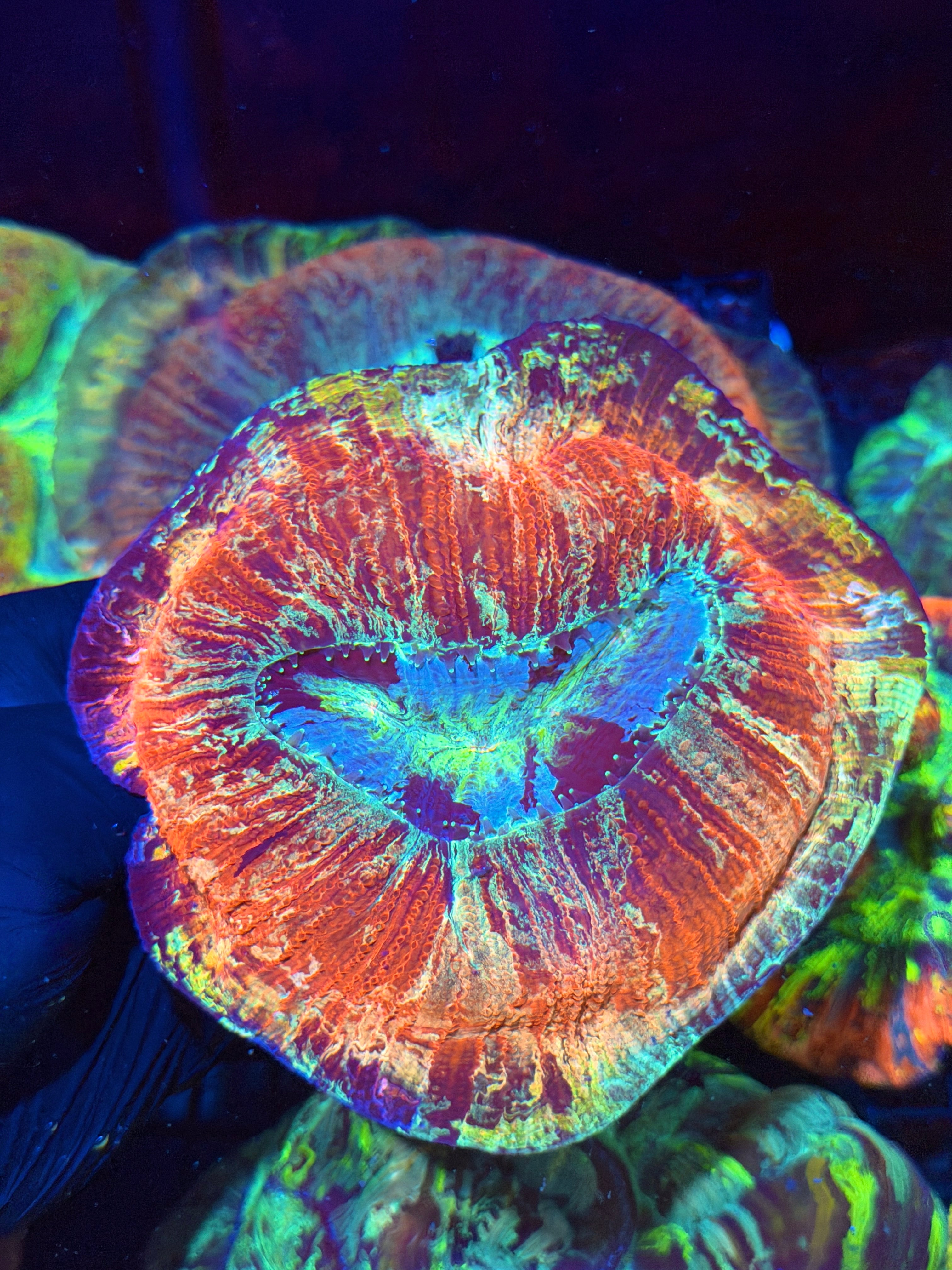 Insane Rainbow Vietnam Trachyphyllia Meat Coral *RARE*