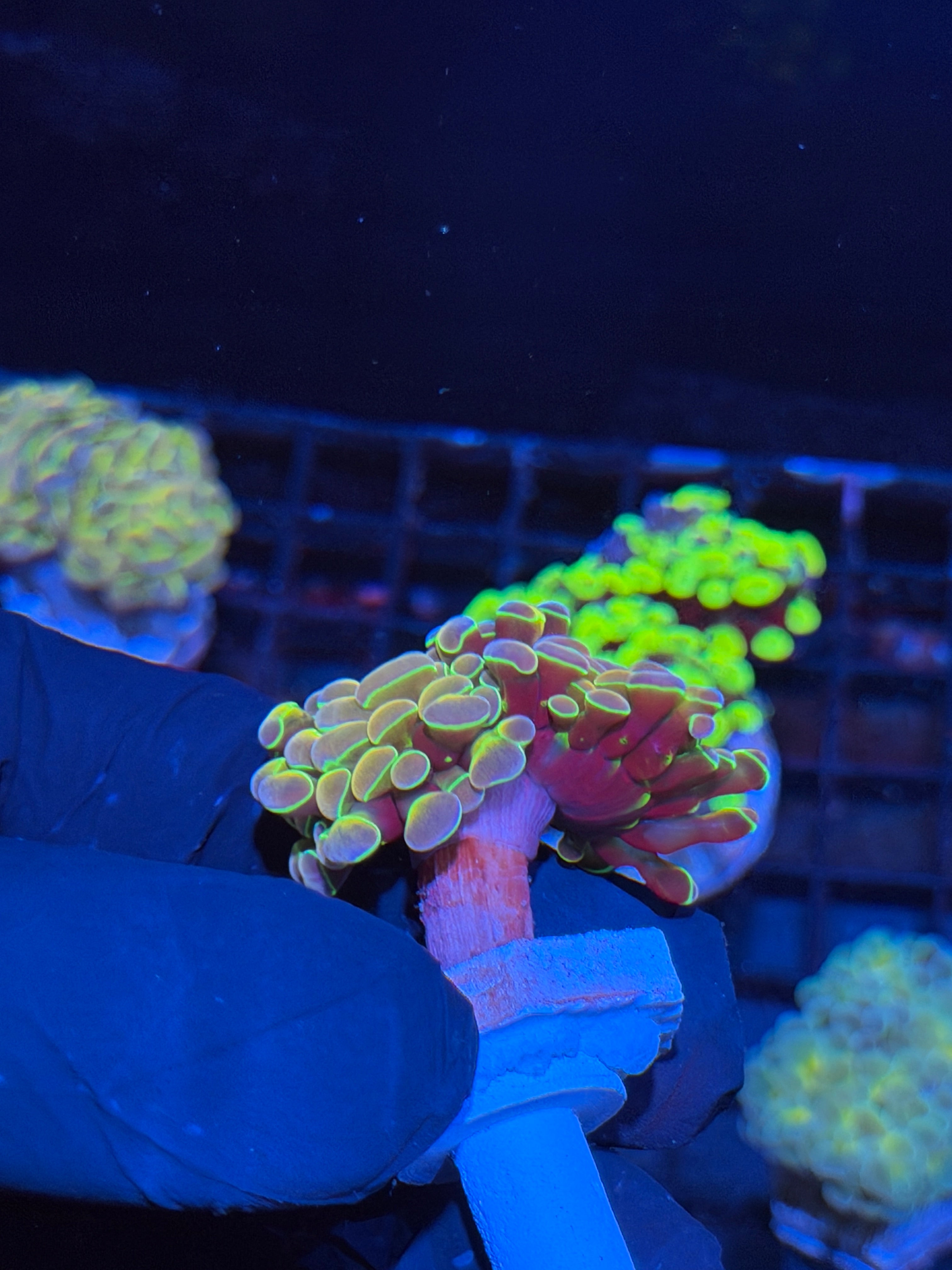 JEA Rainbow Dreams Hammer Coral 2 Heads Splitting XL 6/3