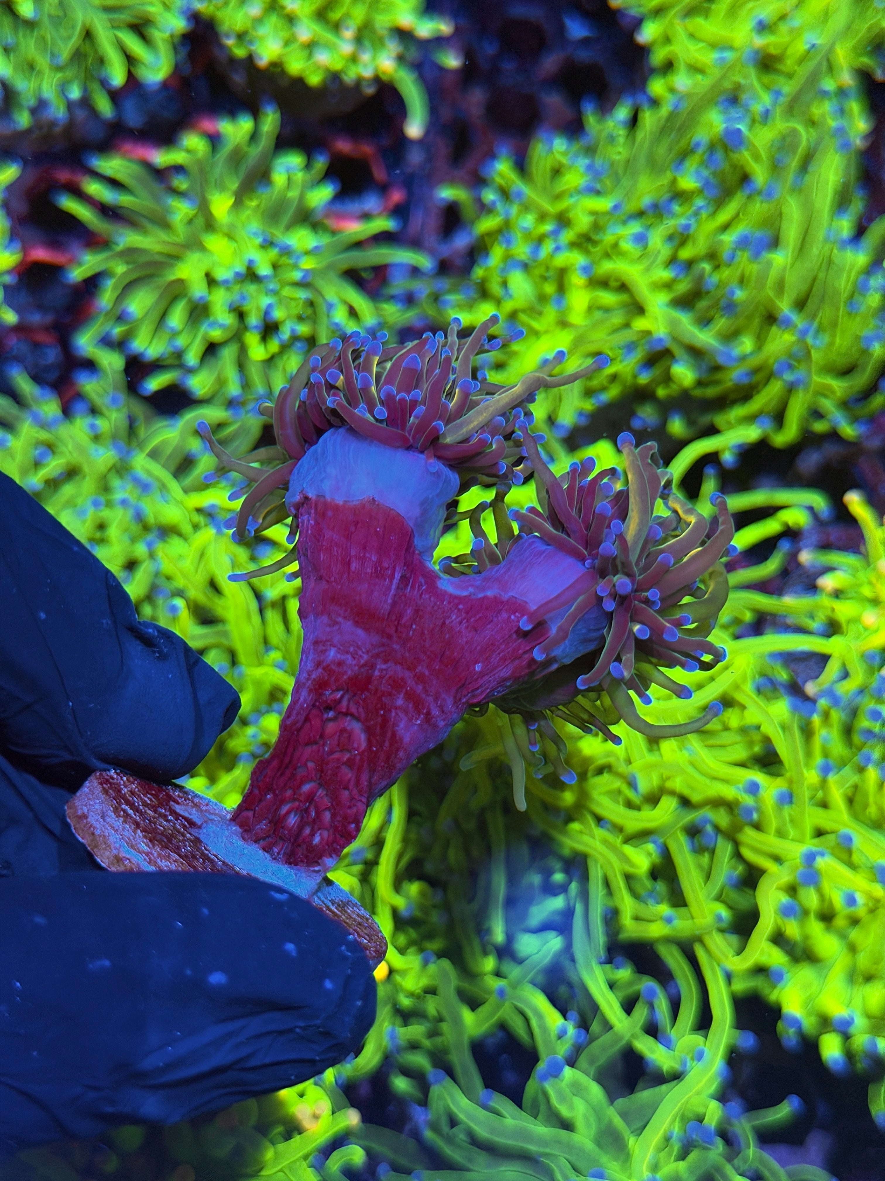 JEA Dragon Tamer Torch Coral 2 Heads Splitting to 4 XXL