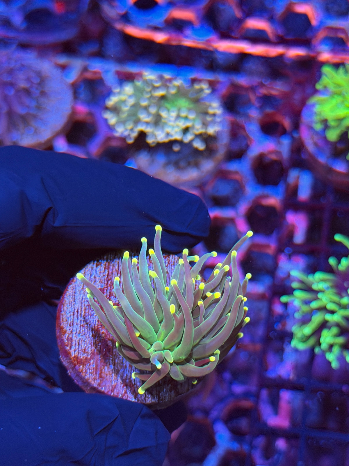JEA Yellow Sparkler Torch Coral 1 Head 9/21