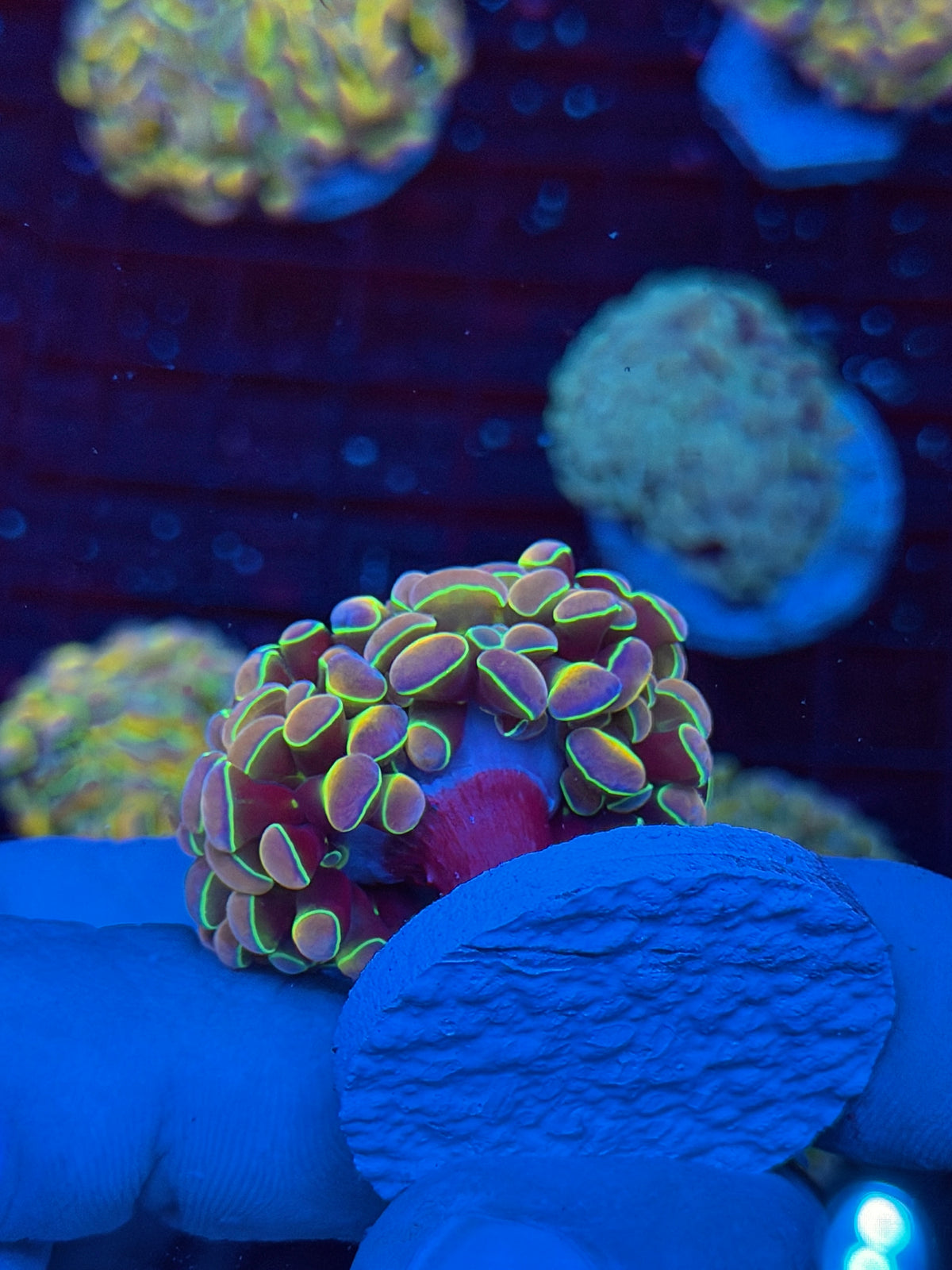 JEA Rainbow Dreams Hammer Coral 2 Heads Splitting 9/22