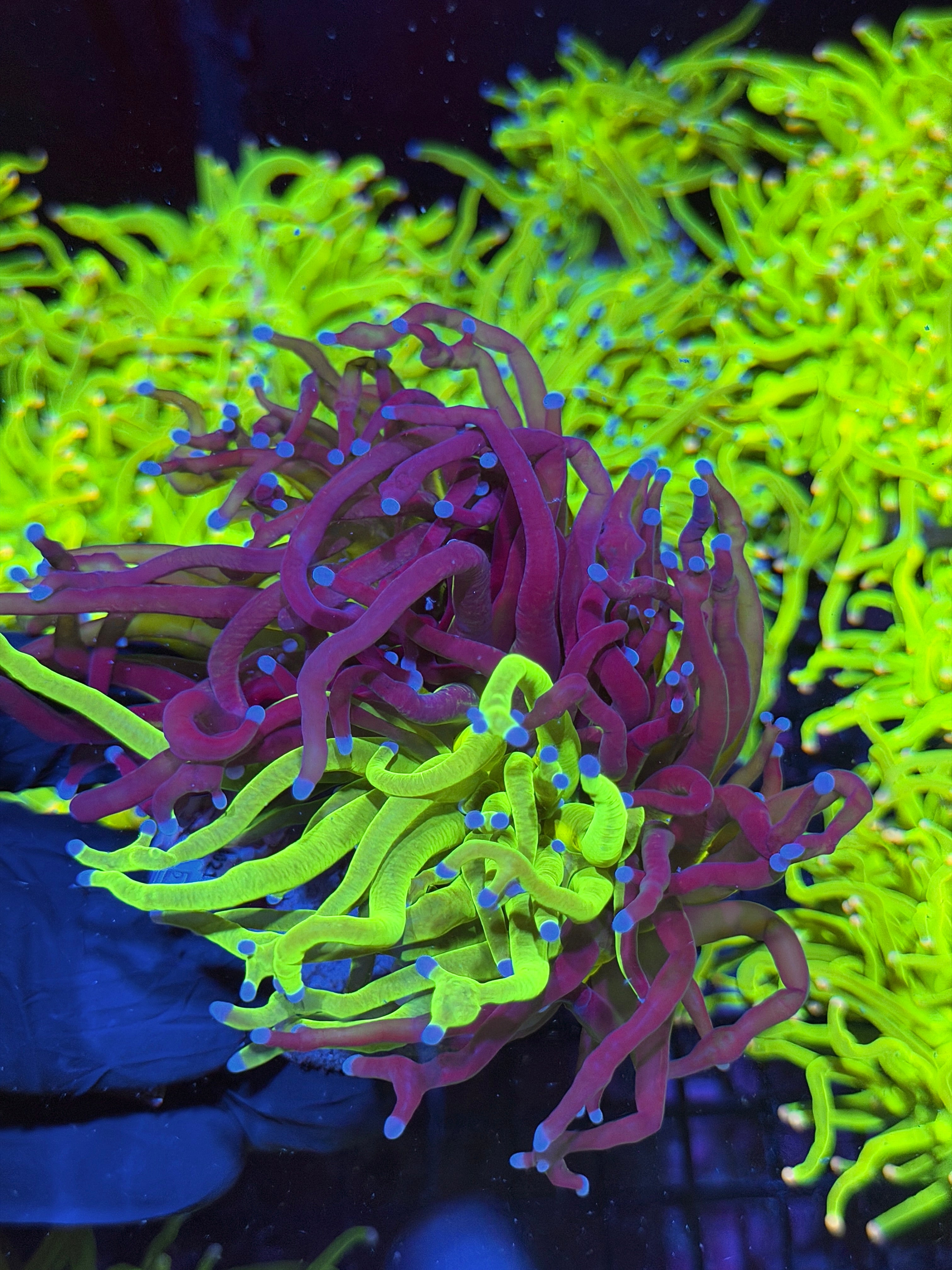 JEA Grafted Holy Grail Torch Coral 2 XXXL Heads Show Piece
