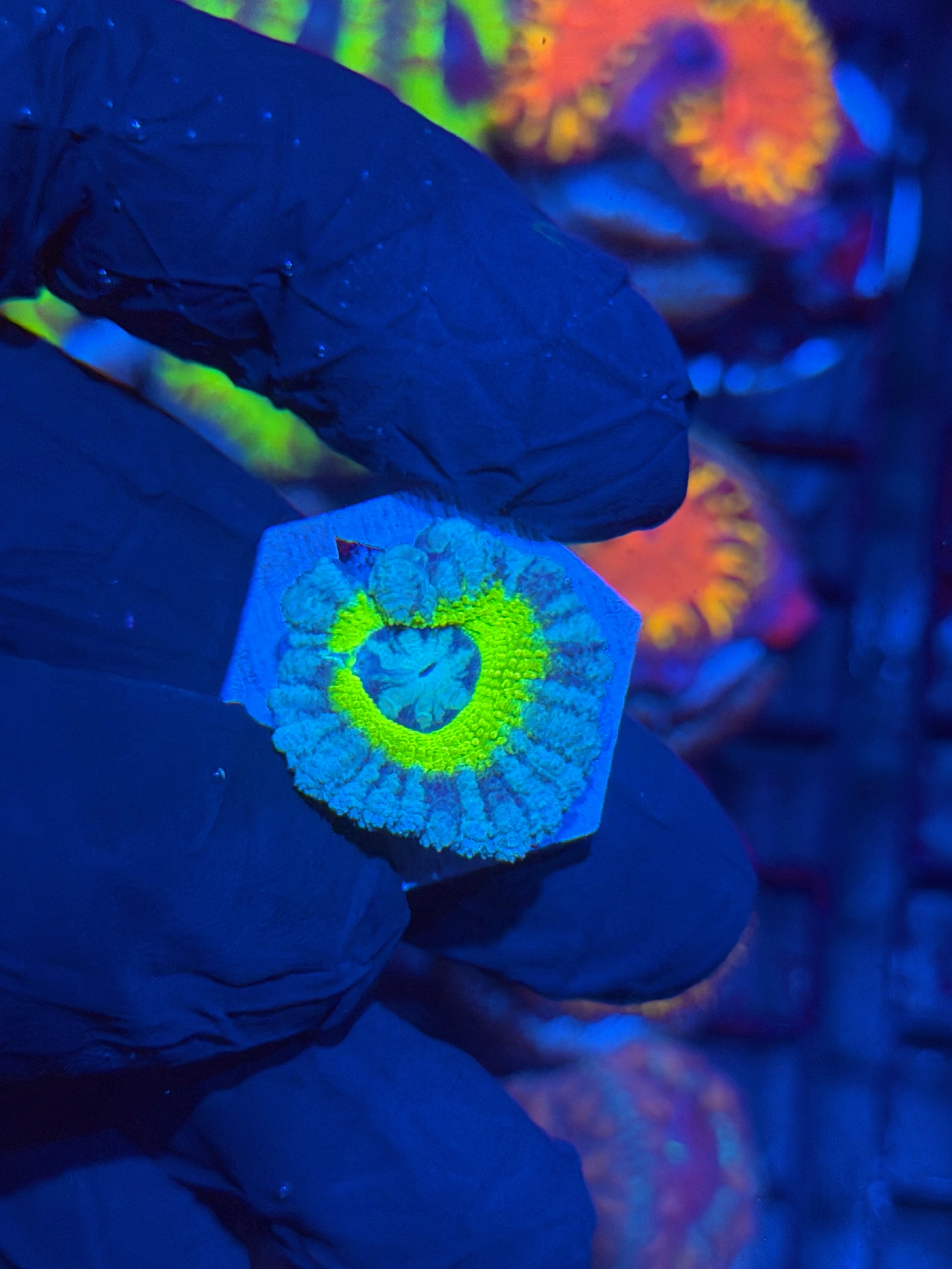 JEA Dragons Halo Asian Acans 1 XL Head 12/1