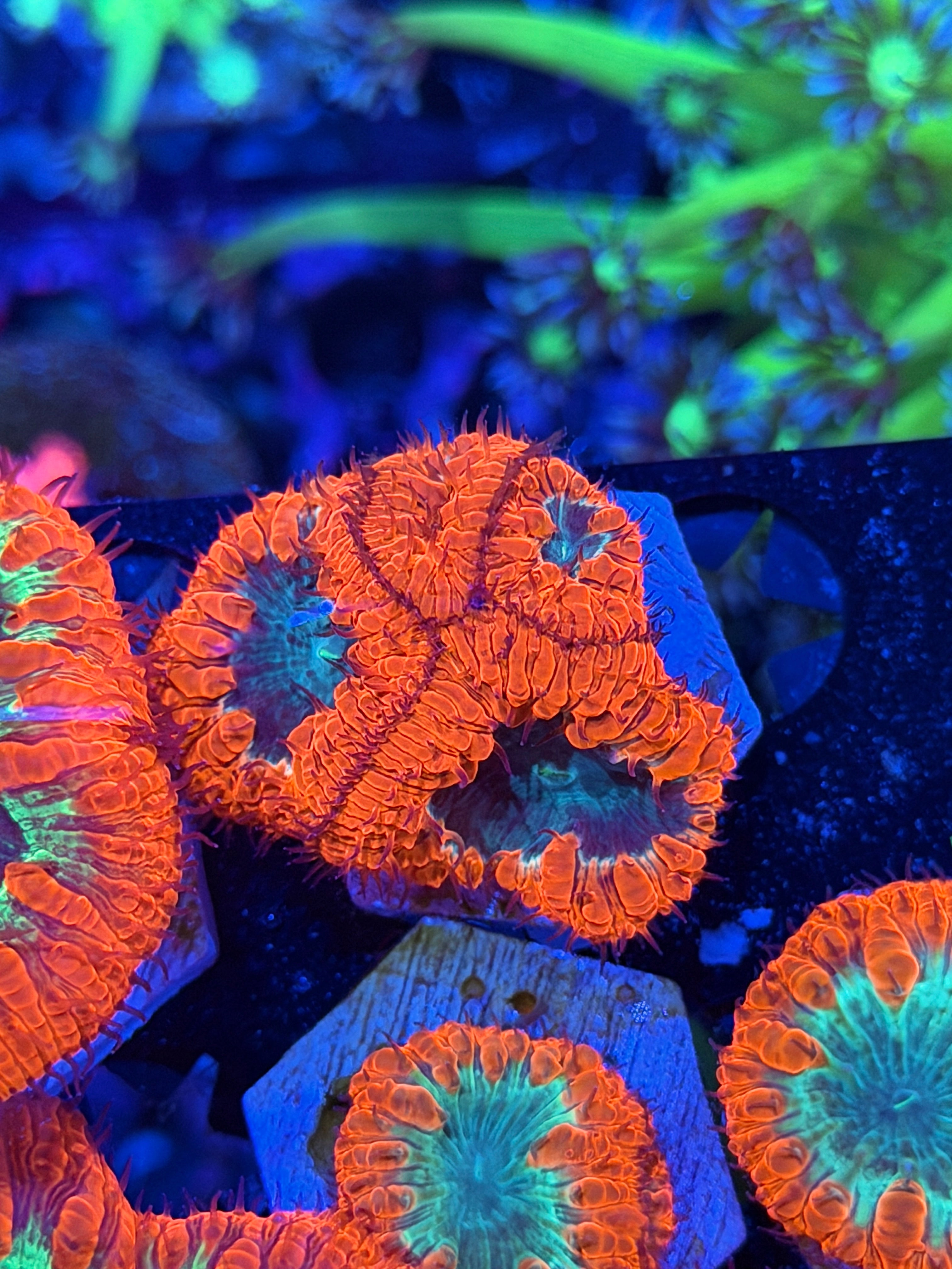 JEA Mortar Splash Blastomussa Coral 4 Heads XL 7/22