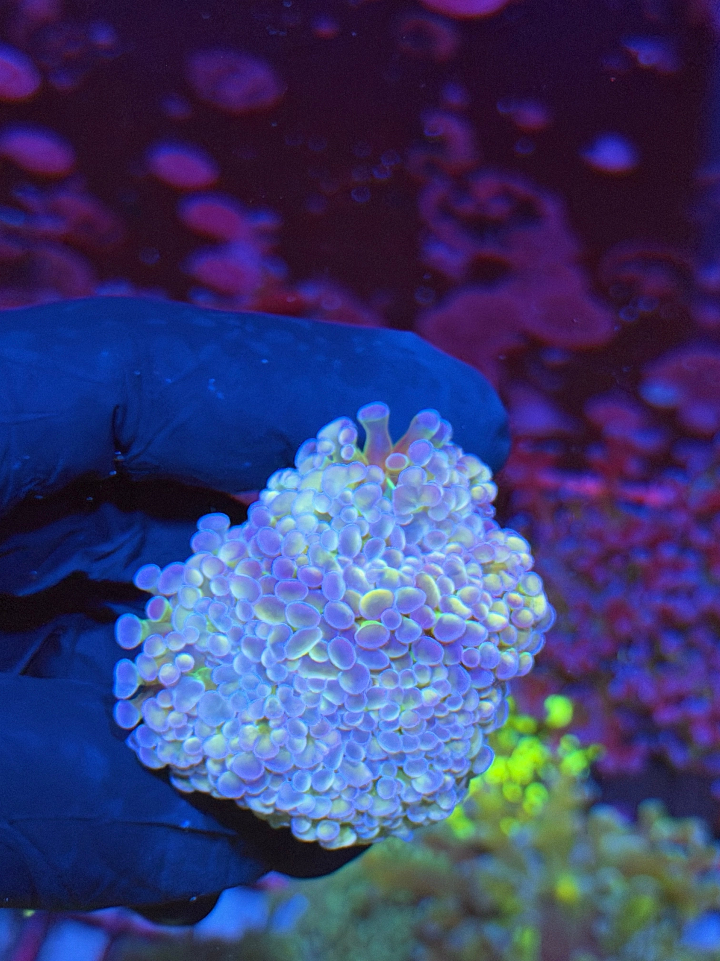 JEA Rainbow Monster Hammer Coral 4 Heads Splitting XL *New Release* 7/15