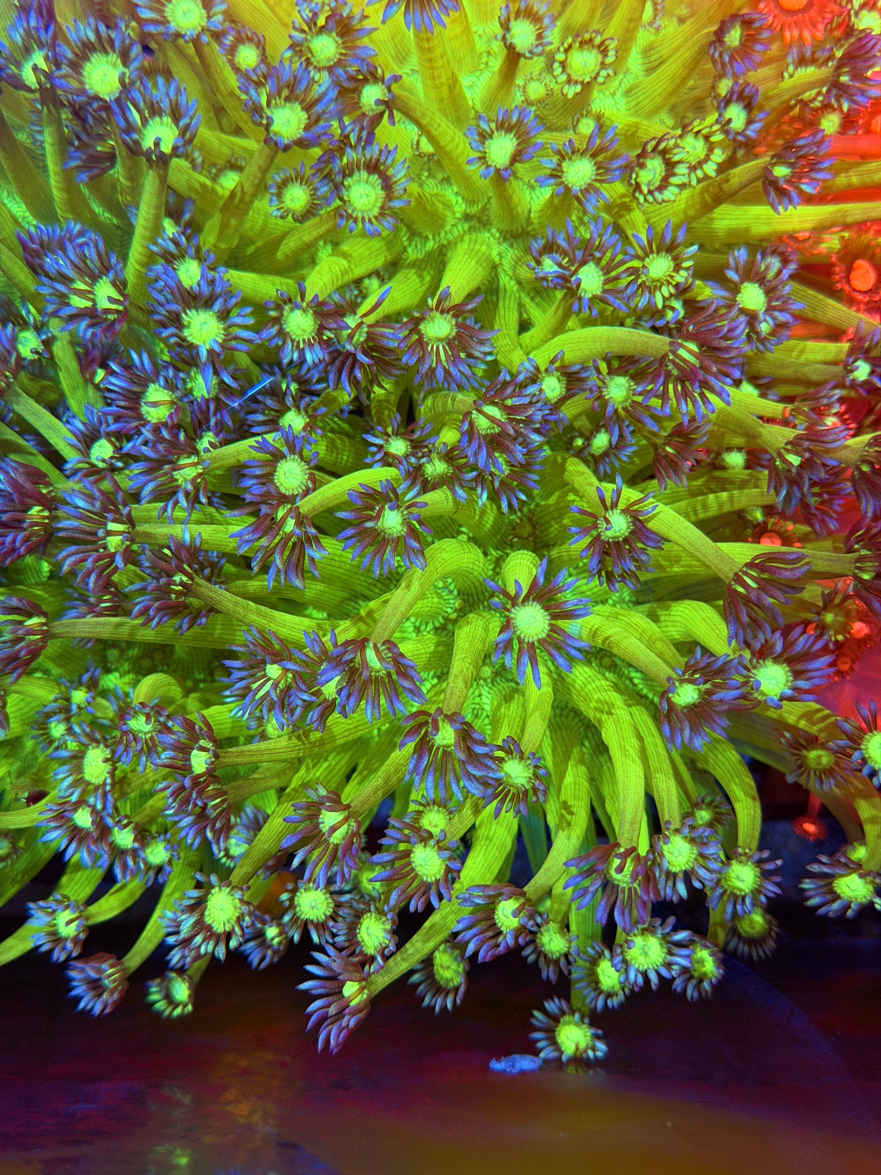 JEA GloStick Goniopora Coral Colony XXL Show Piece