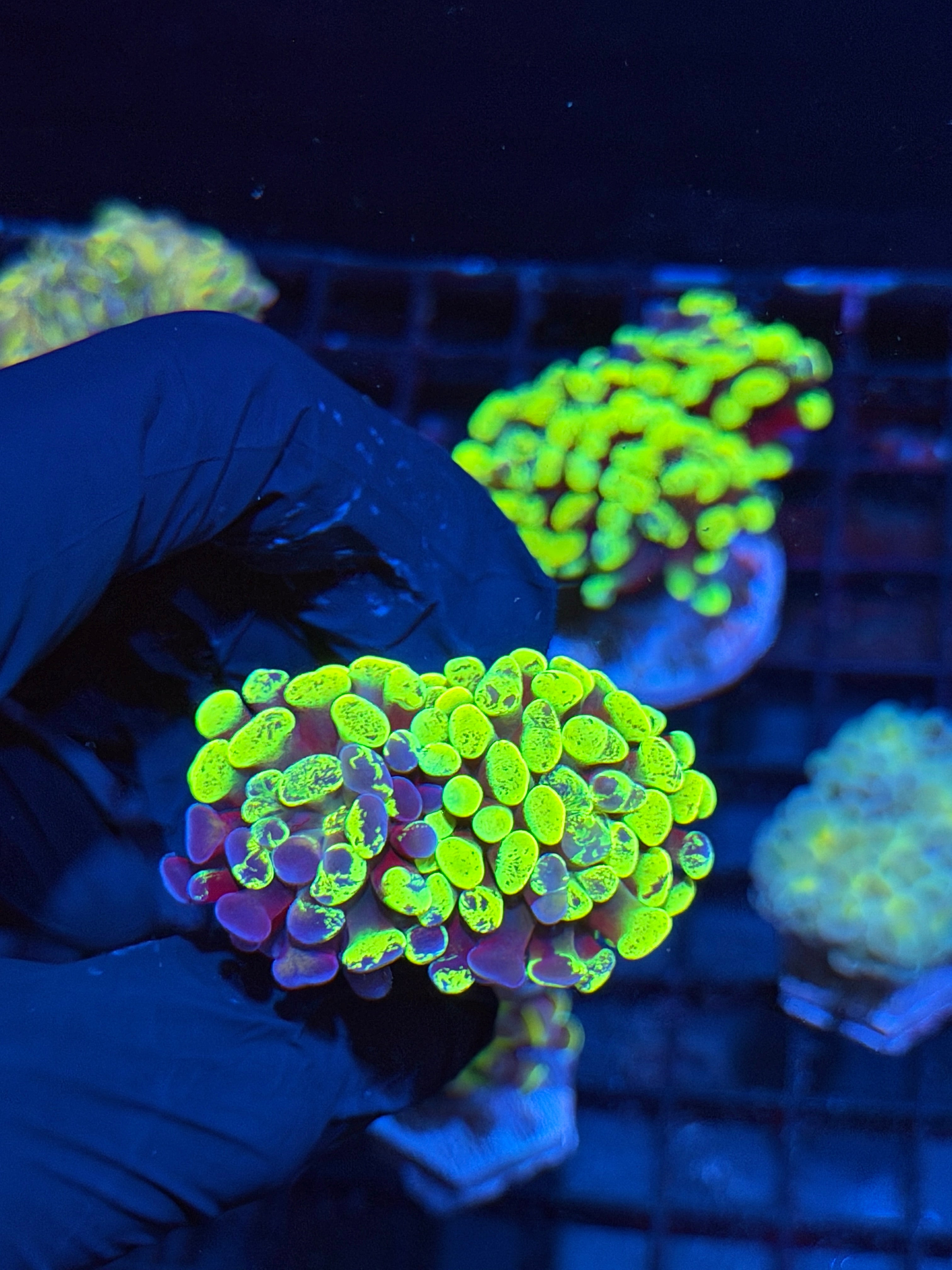 JEA Zeus Wrath Grafted Hammer Coral XXL 2 Heads Splitting 6/4 *YELLOW*