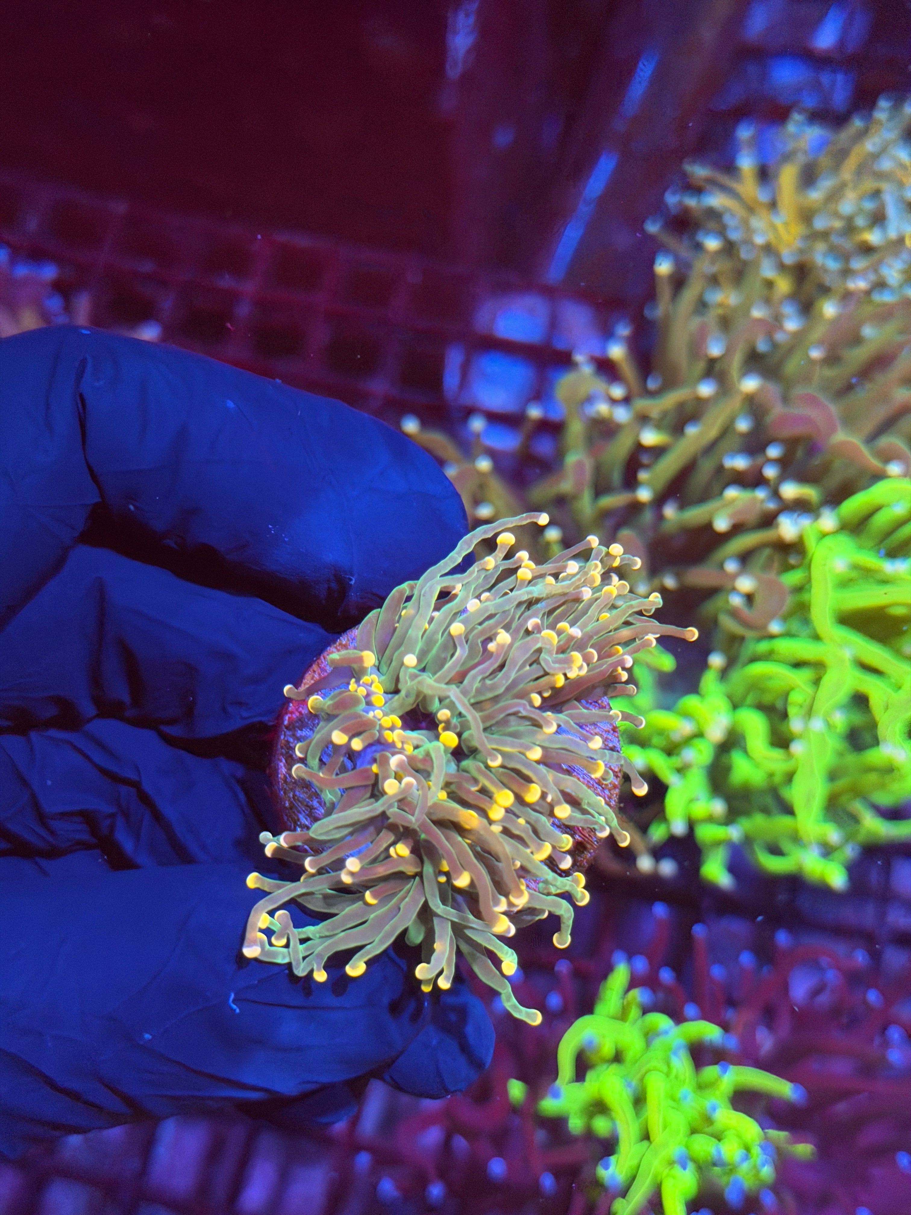 JEA Darksiders Torch Coral Splitting to 3 9/6