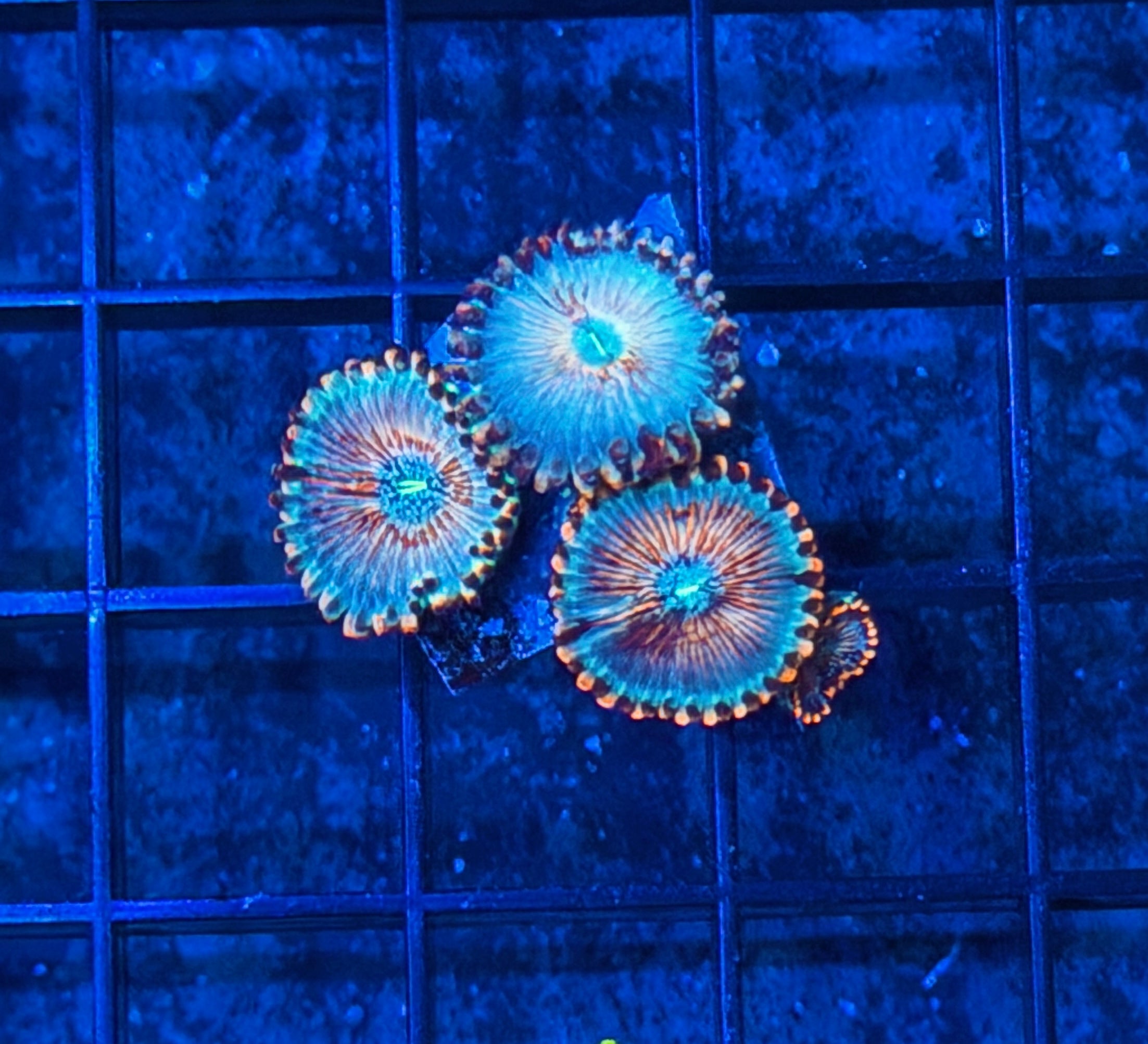 JEA White Vampire Zoanthid Coral 4 XL Polyps 9/6