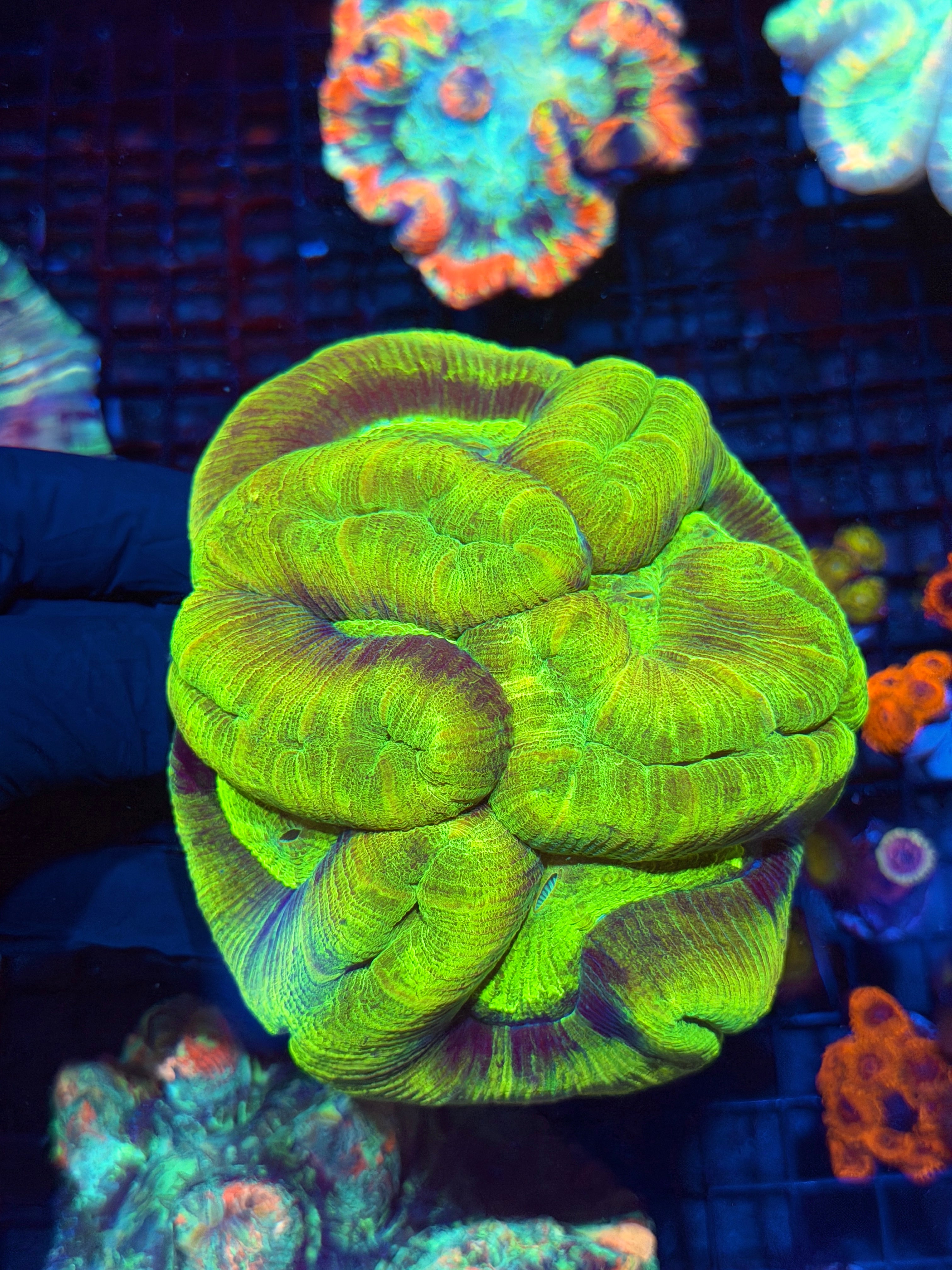 Insanely Bright Toxic Trachyphyllia Meat Coral XXXL Show Piece