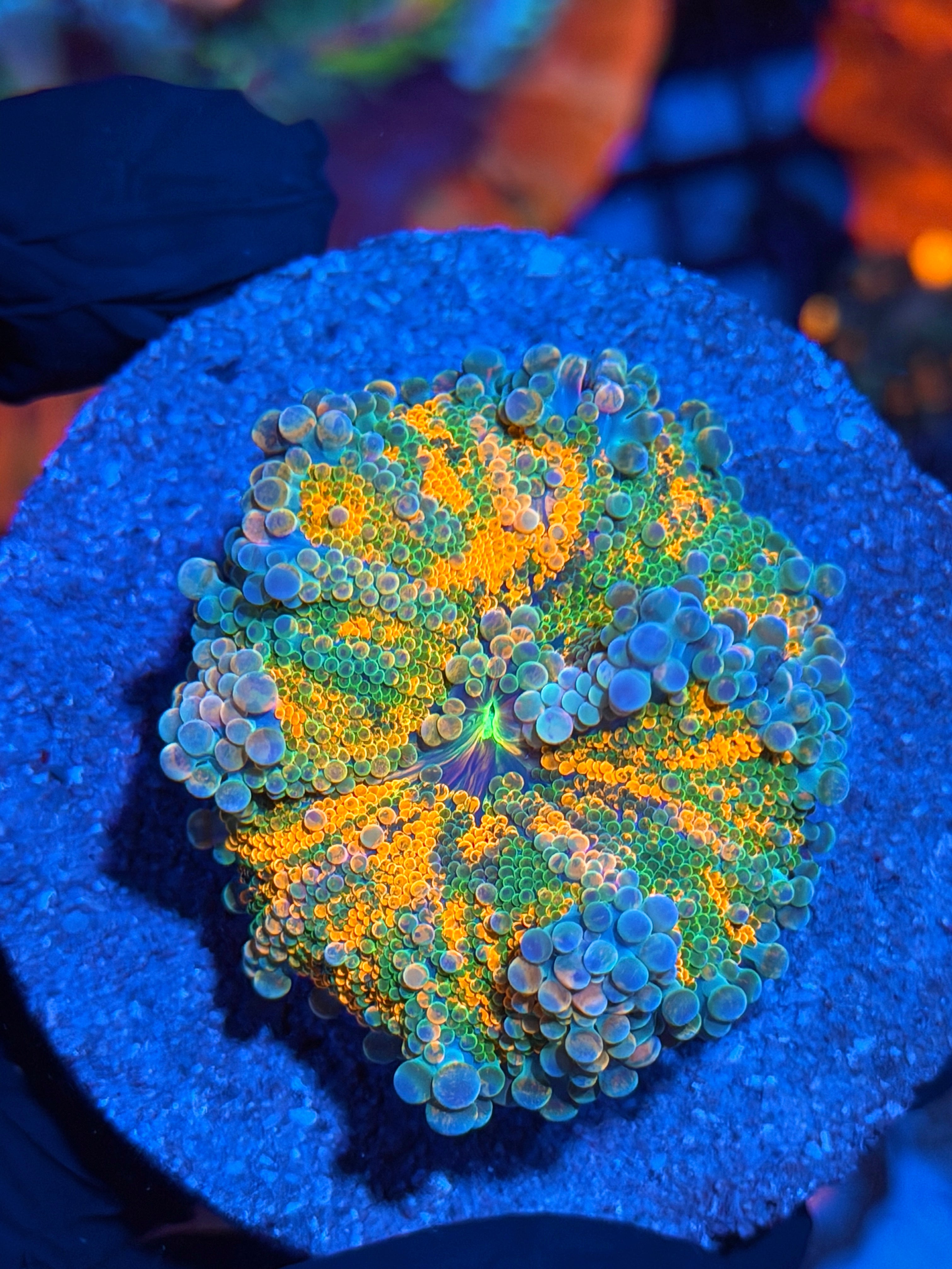 JEA Crayola Meltdown Yuma Mushroom Coral XL Show Piece Insane Bouncing 2/25