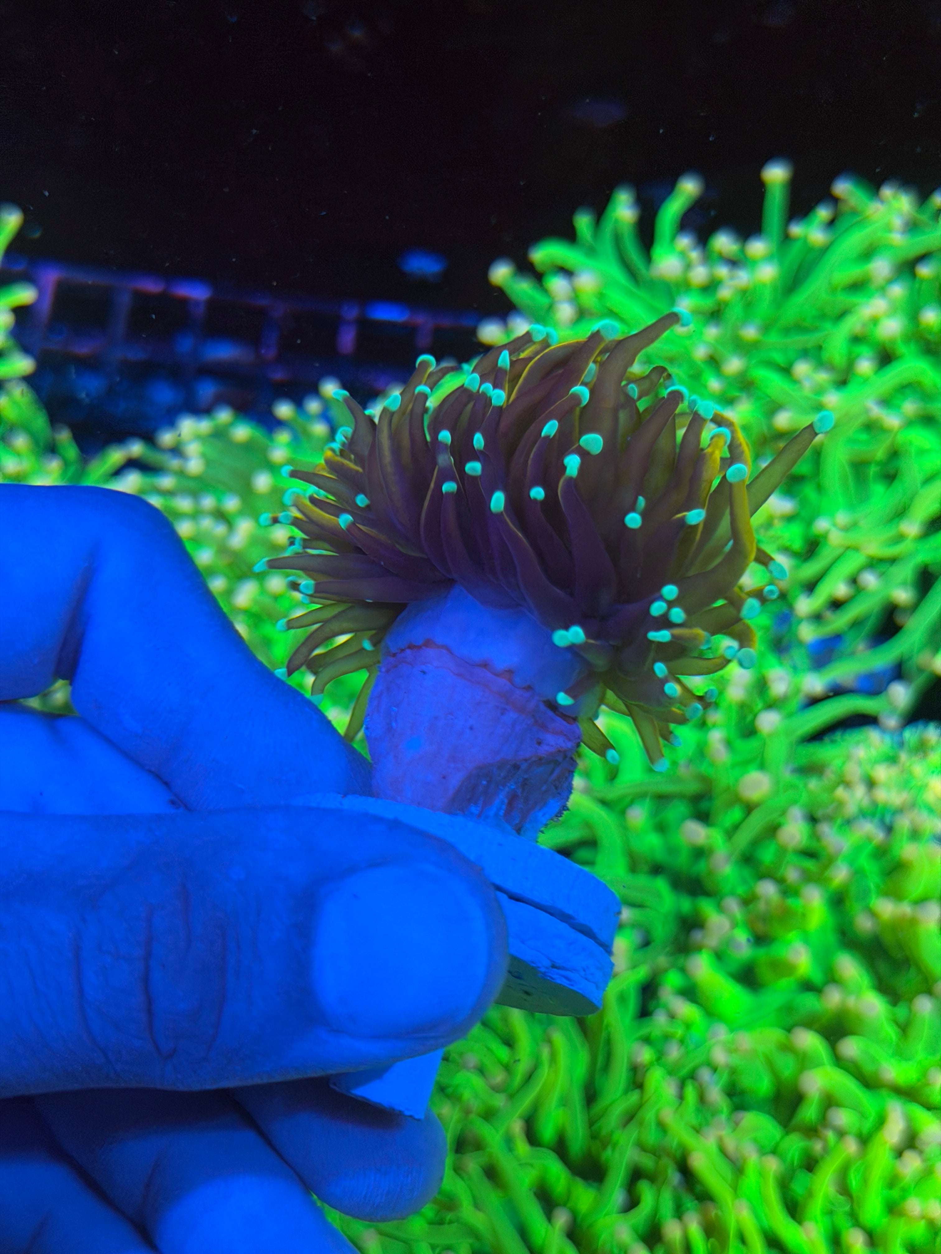 JEA OG Jester Torch Coral 1 XXL Head Splitting 6/3