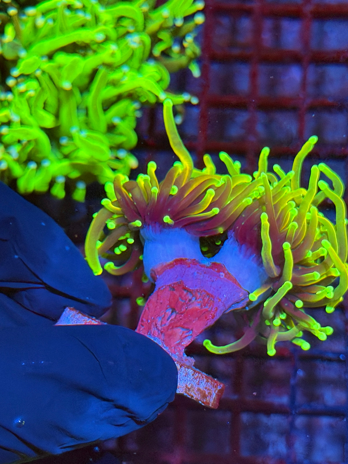 JEA Dragon Fire Torch Coral 3 Heads Splitting XXL 9/22