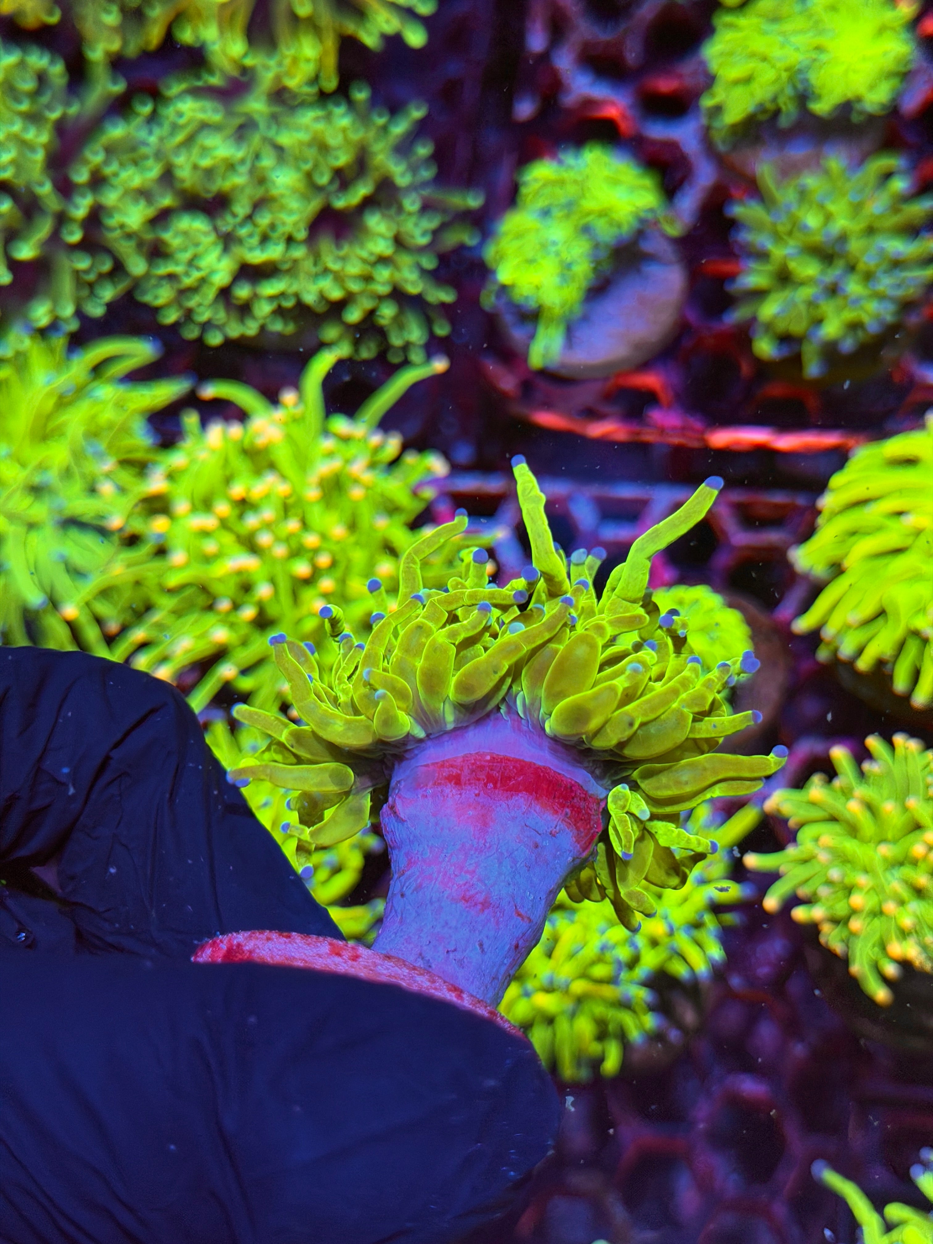 JEA Holy Grail Torch Coral 1 Head XL 8/29
