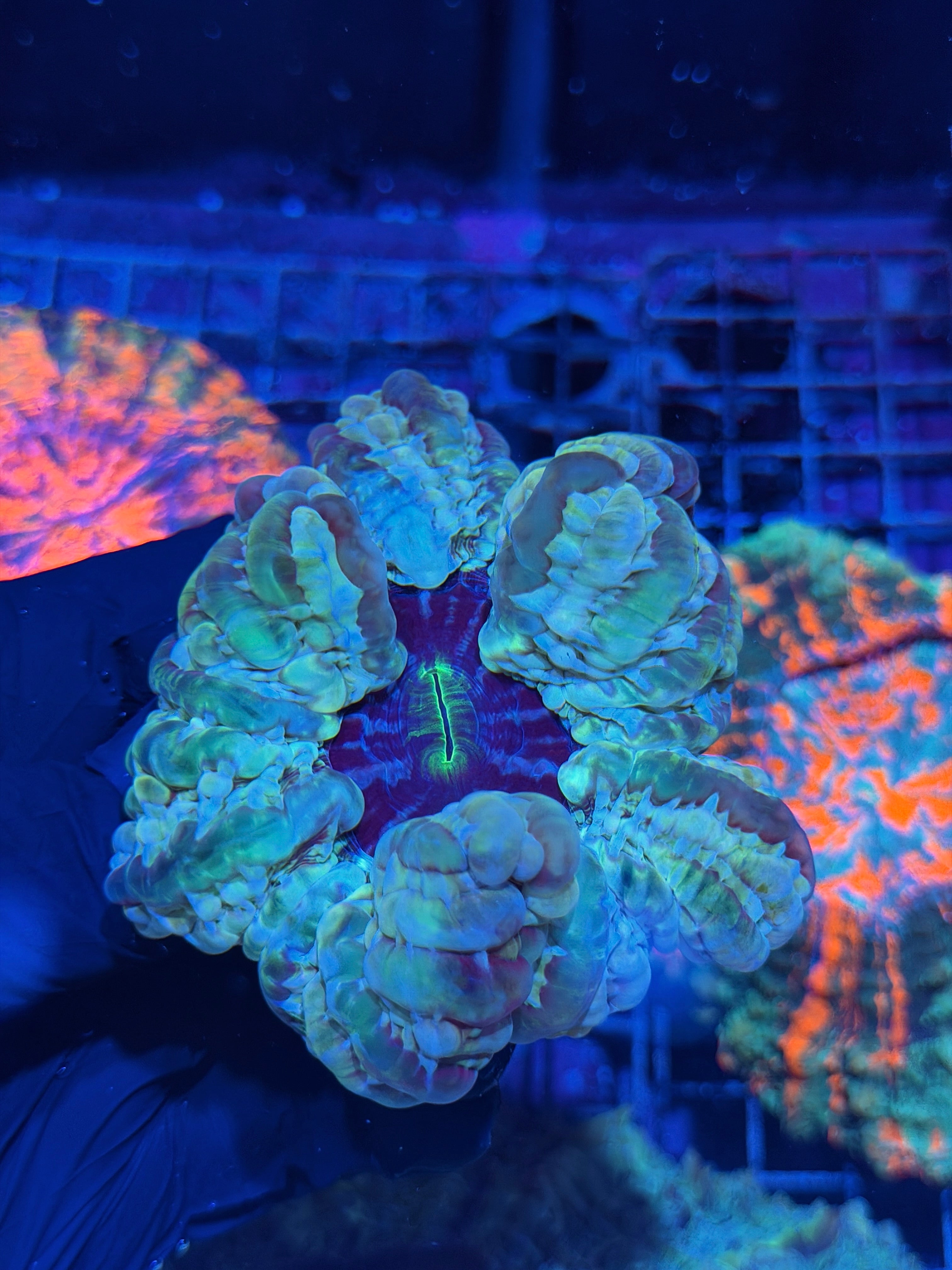 Multi Color Indophyllia Meat Coral XL