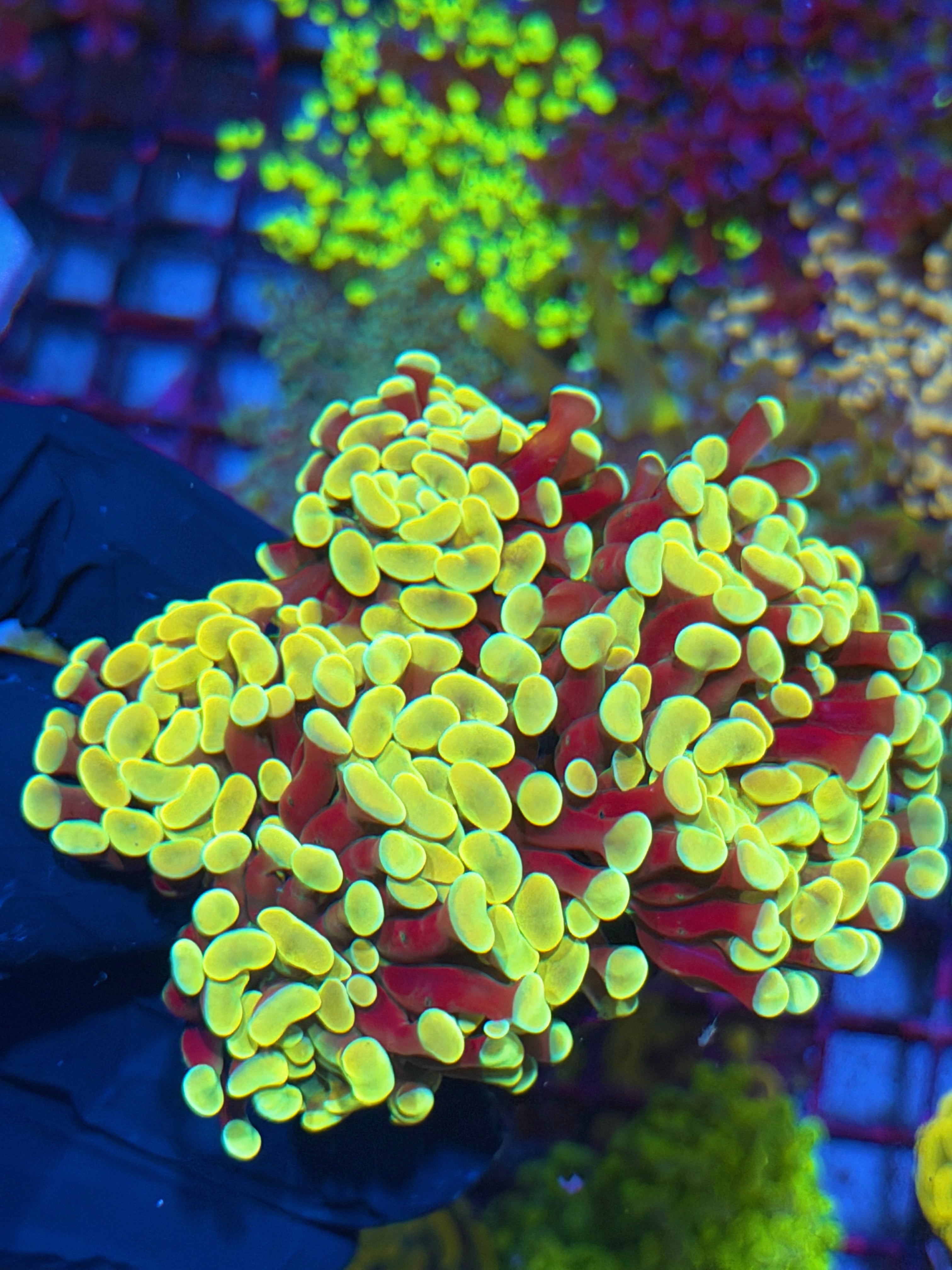 JEA Golden Boy Hammer Coral 6-8 Heads XXL 7/10