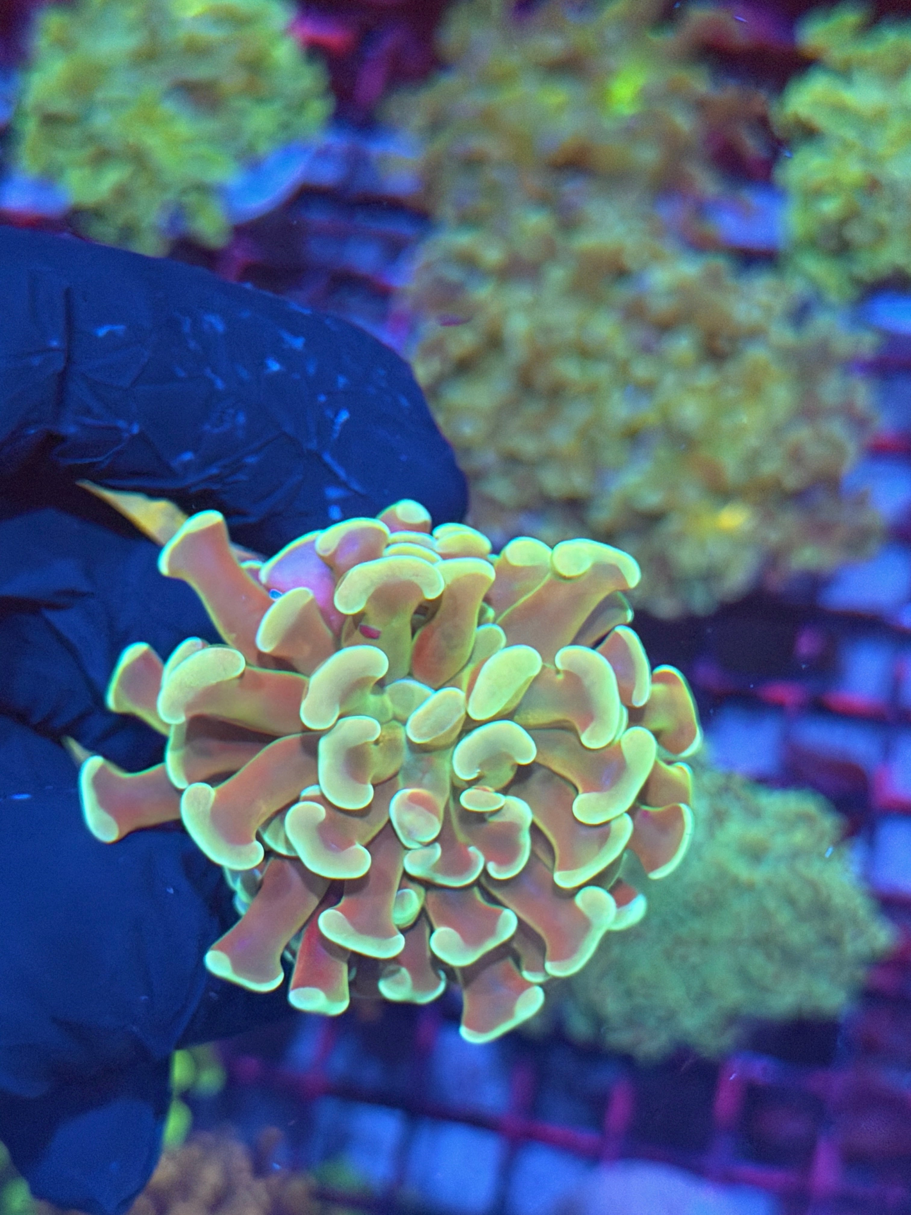 JEA Kaleidoscope Hammer Coral 1 Head 7/31