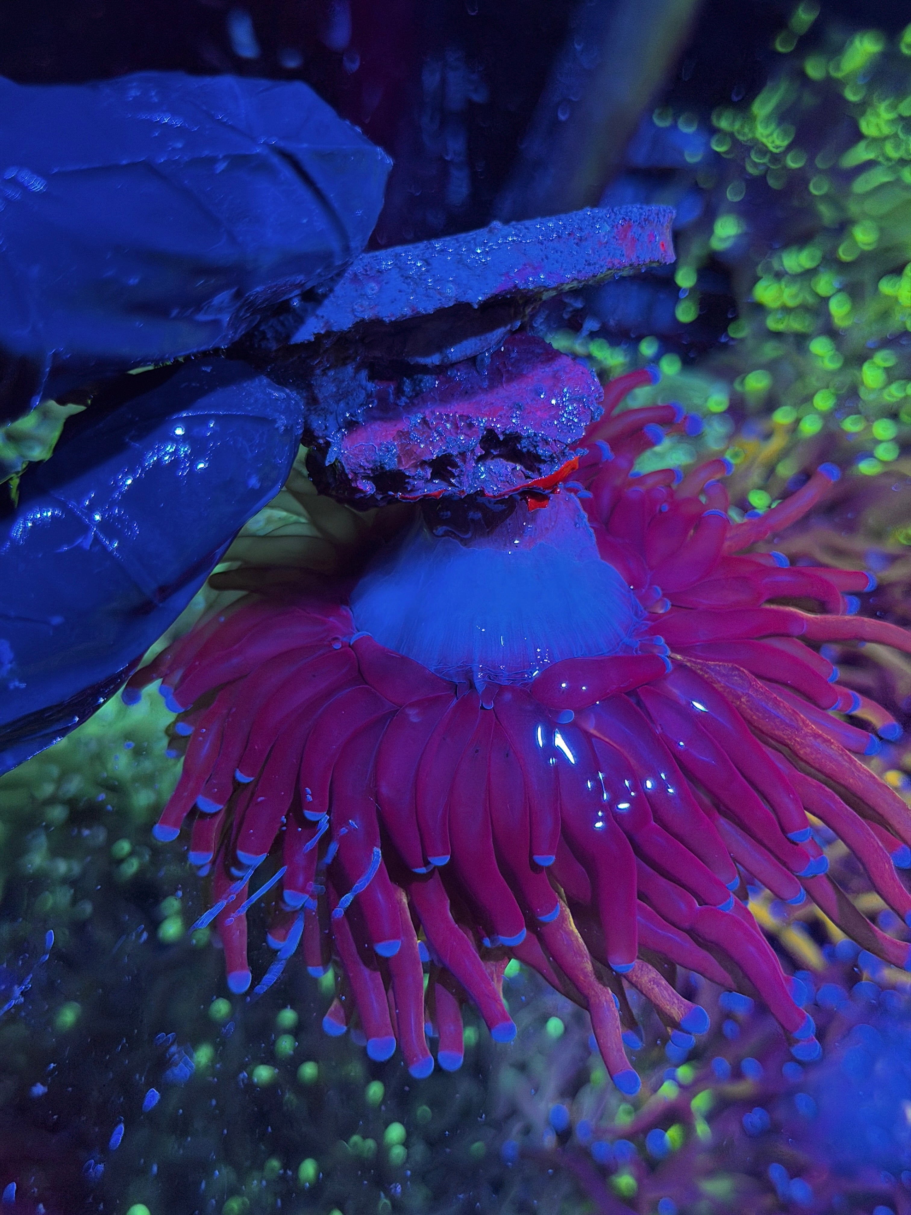 JEA Grafted Orange Tiger Torch Coral 1 XXL Head