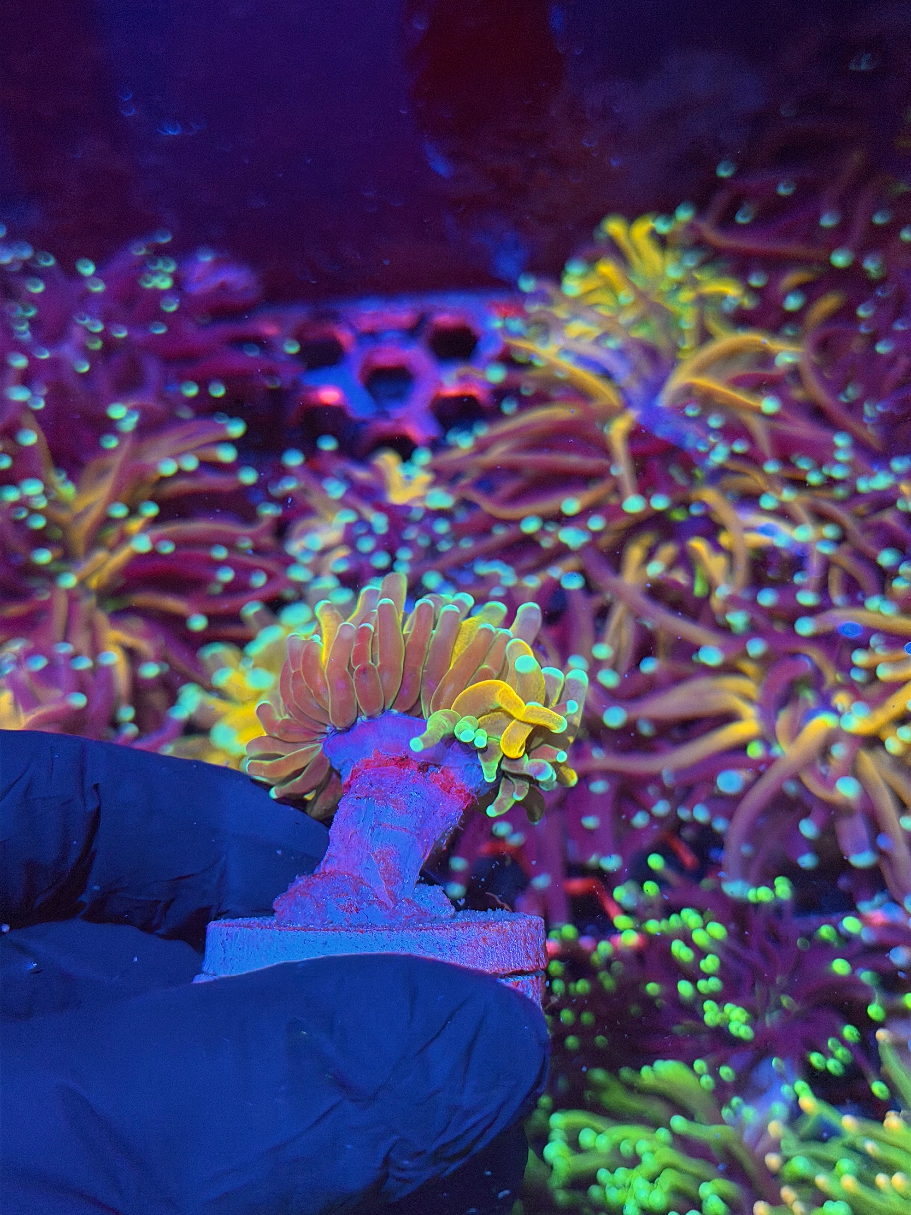 JEA Banana Tiger Torch Coral 2 Heads Splitting XXL 7/10