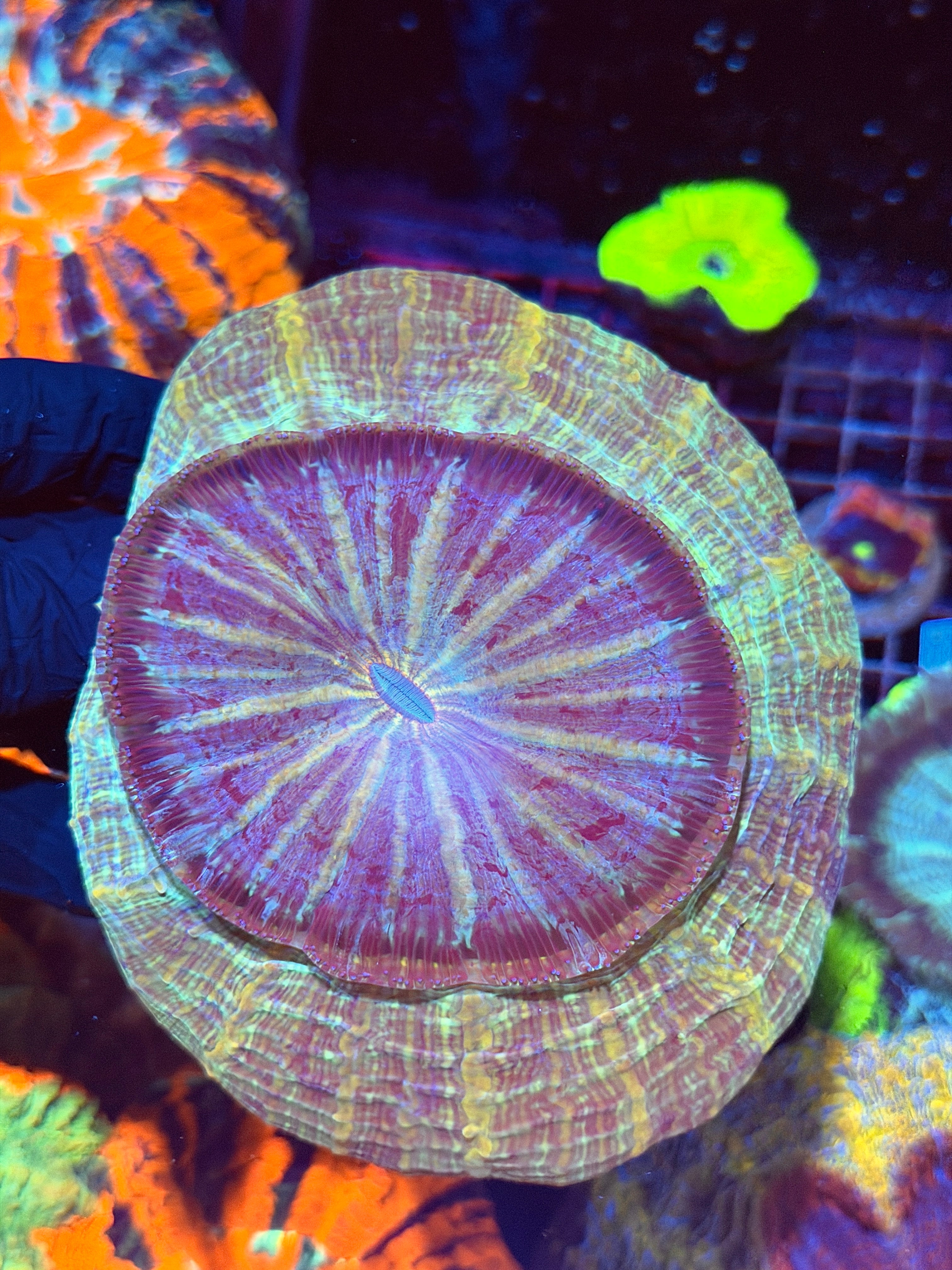 Galaxy Acanthophyllia Meat Coral XL 8/29