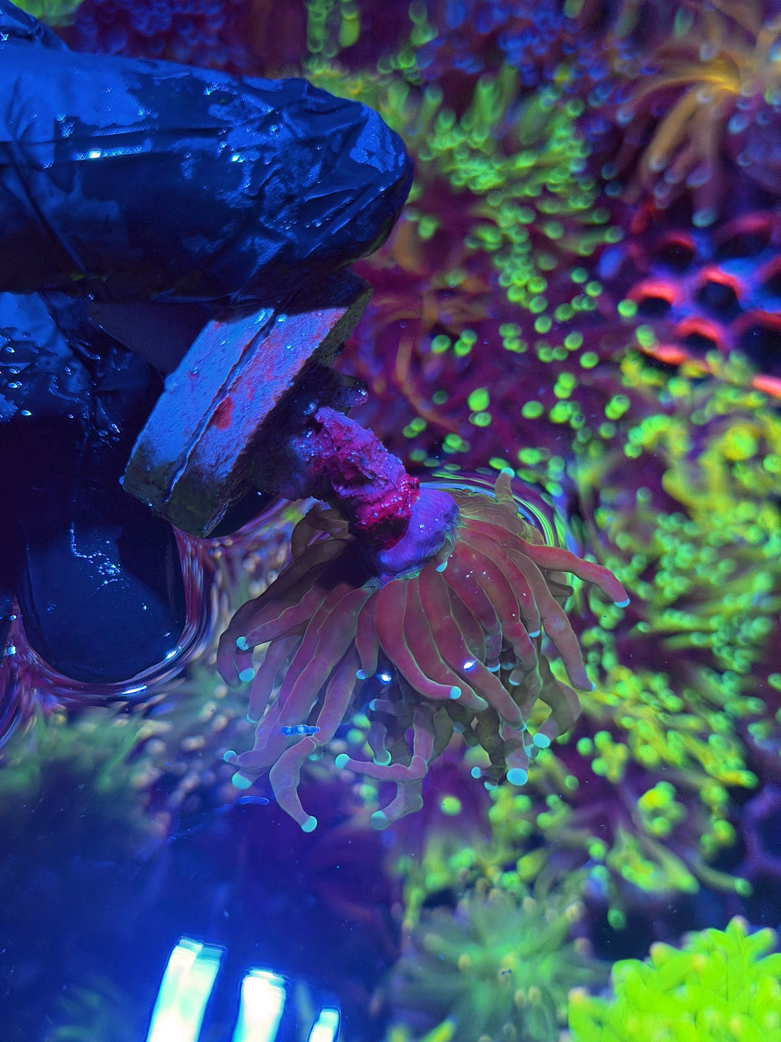JEA Reverse Tiger Torch Coral 1 XL Head