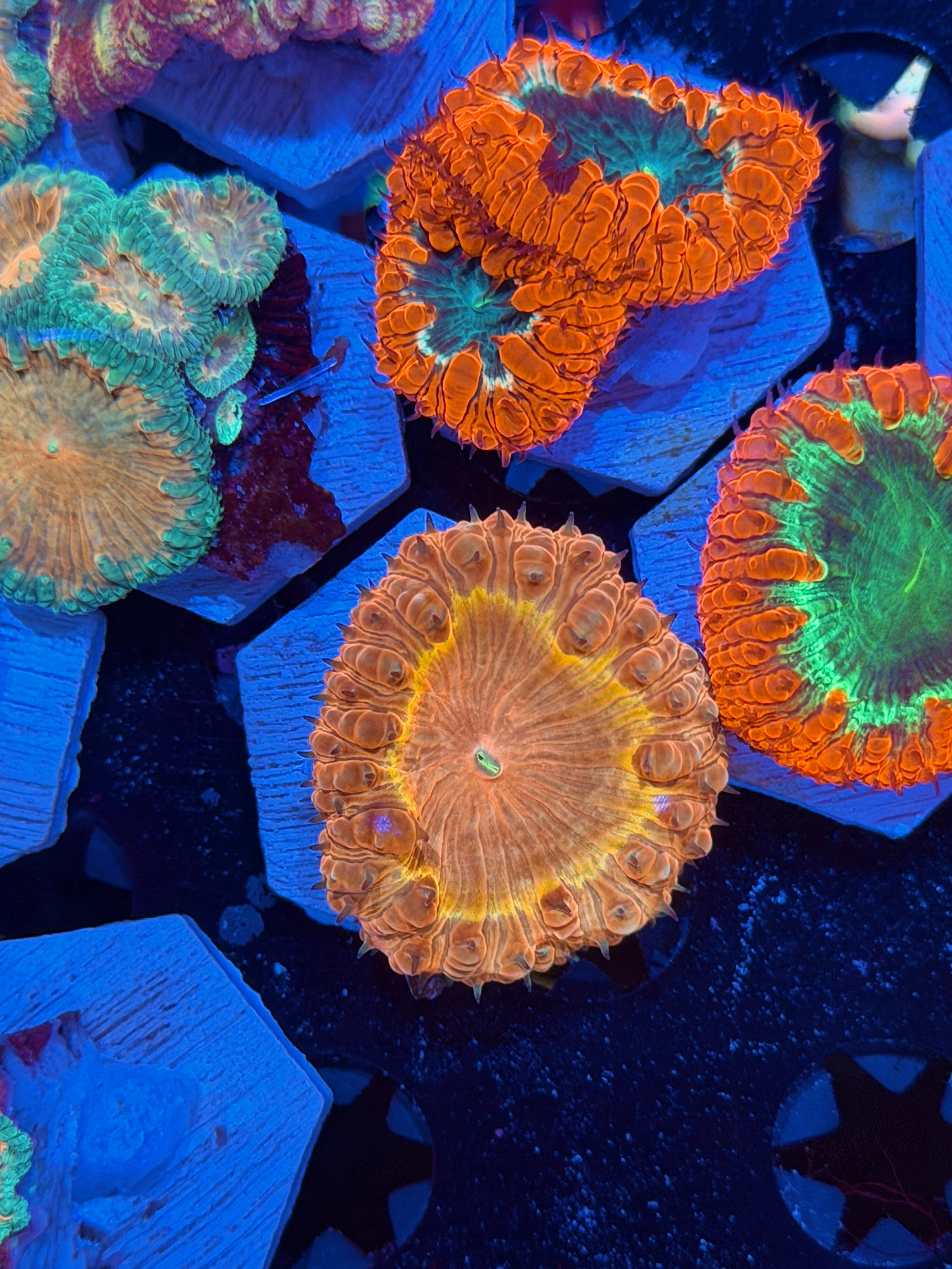 JEA Solar Blast Blastomussa Coral 1 XL Head *New Release*