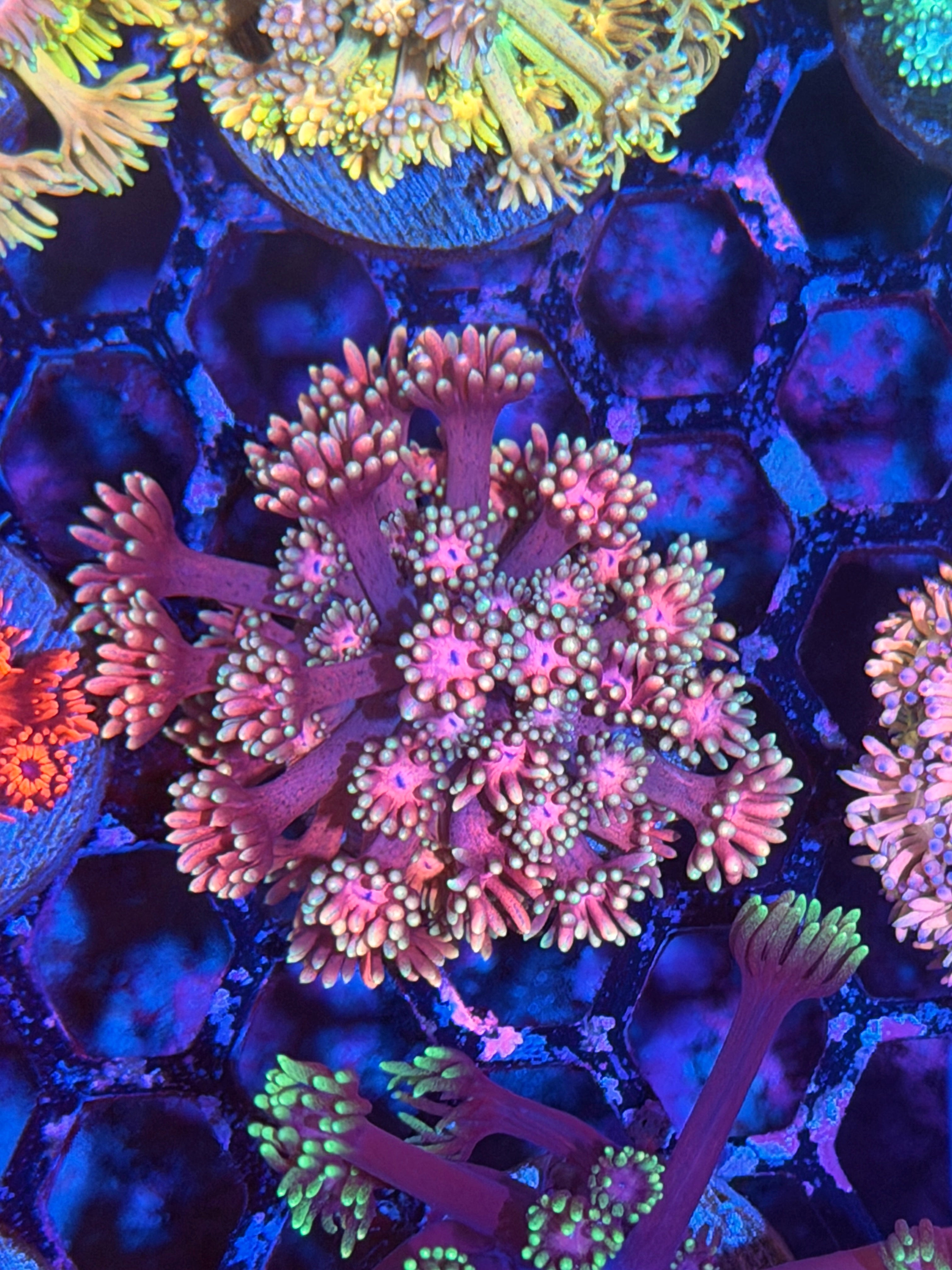 JEA Pink Panther Goniopora Coral