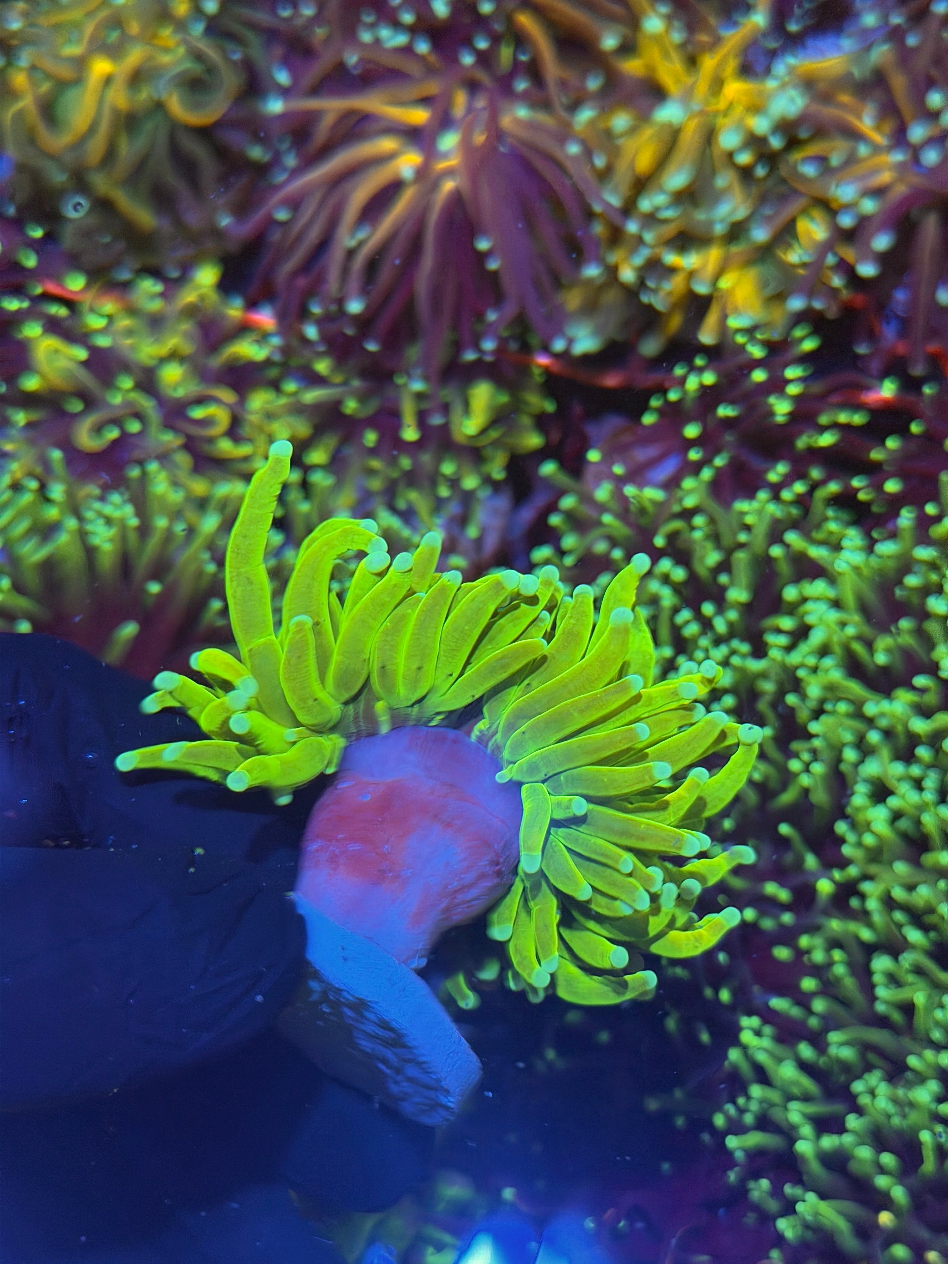 JEA Avalanche Holy Grail Torch Coral 2 Heads XXL 7/10