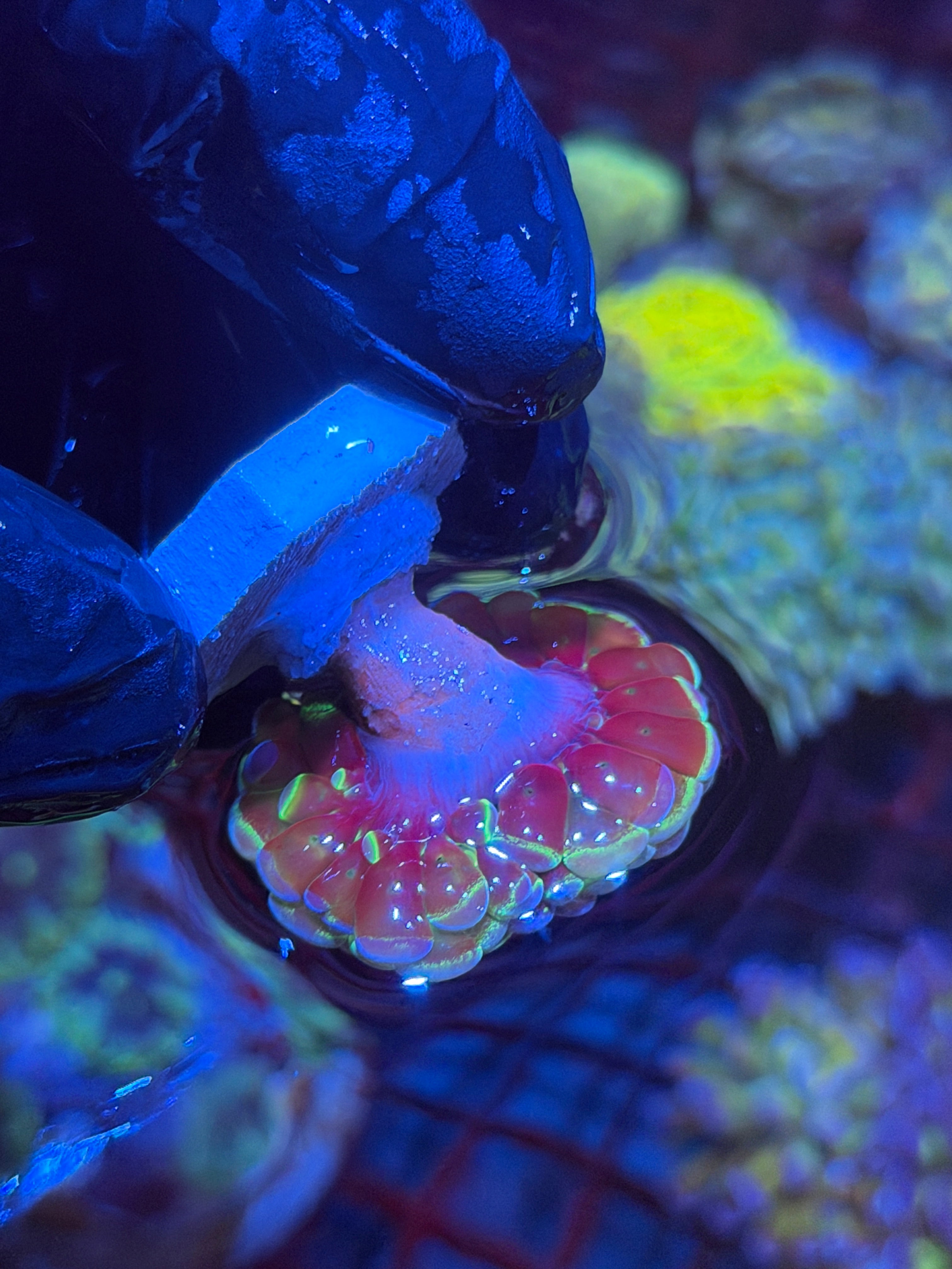 JEA Hologram Splatter Hammer Coral 2 Heads Splitting XL 11/3