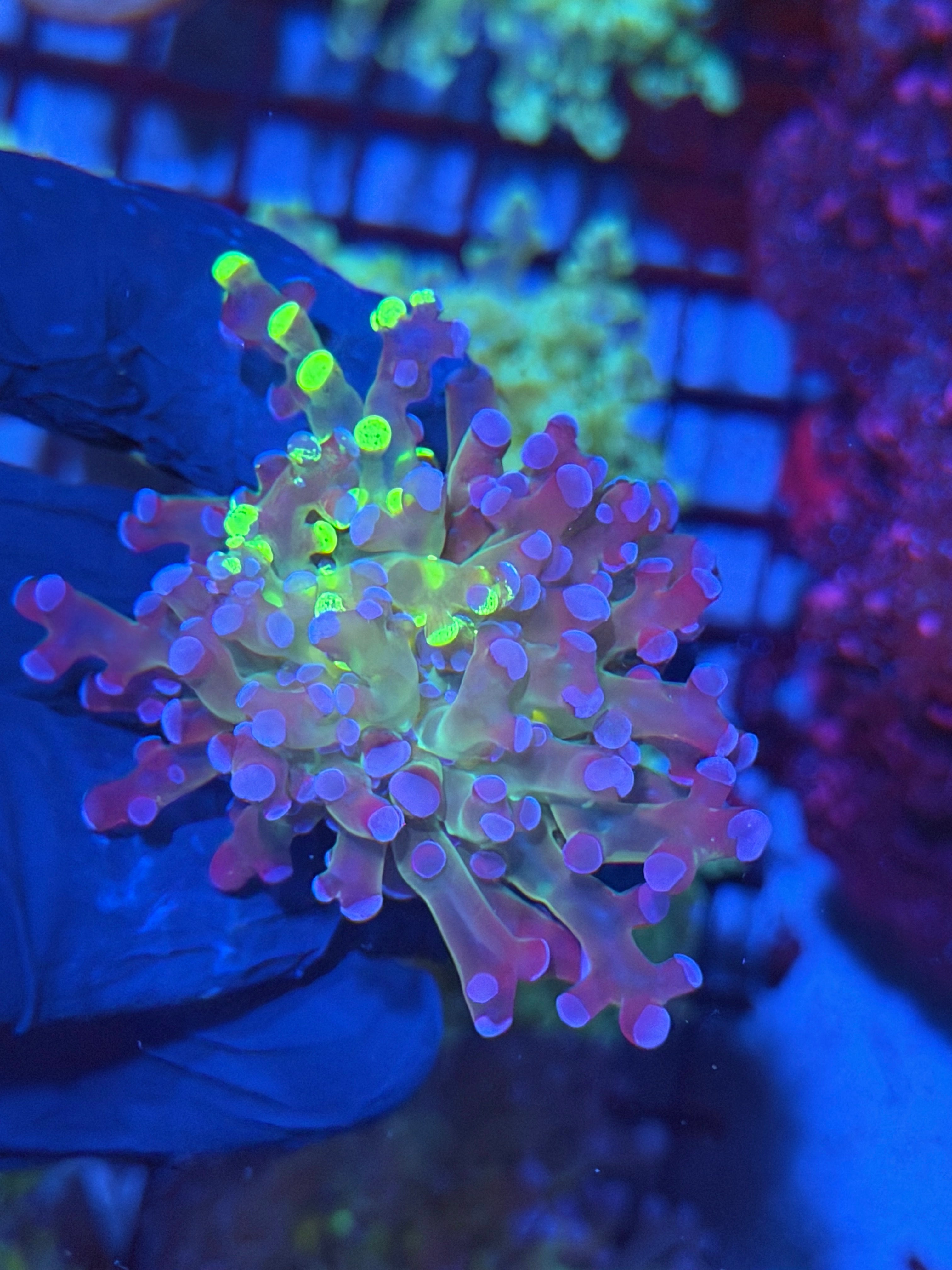 Grafted Frogspawn Coral 1 XL Head 11/28